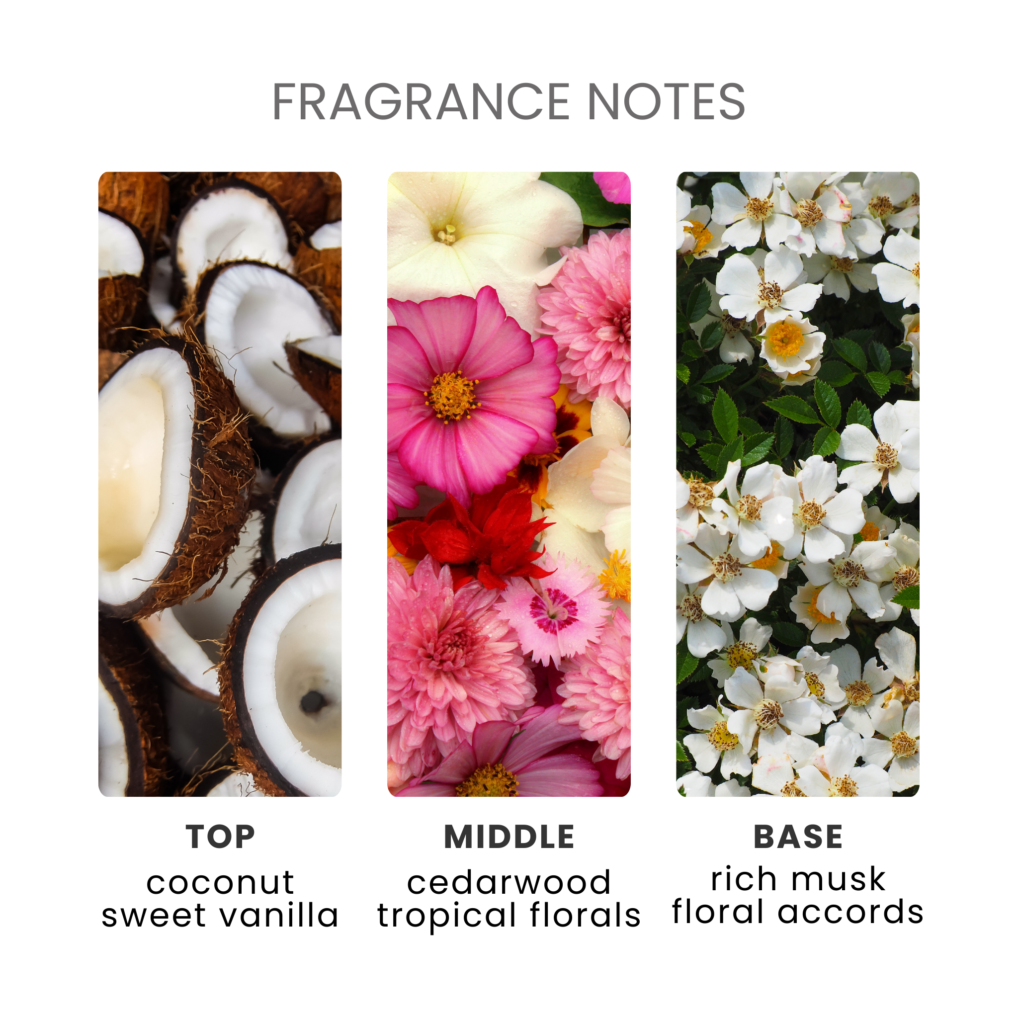 Dark Coconut Fragrance Oil Notes