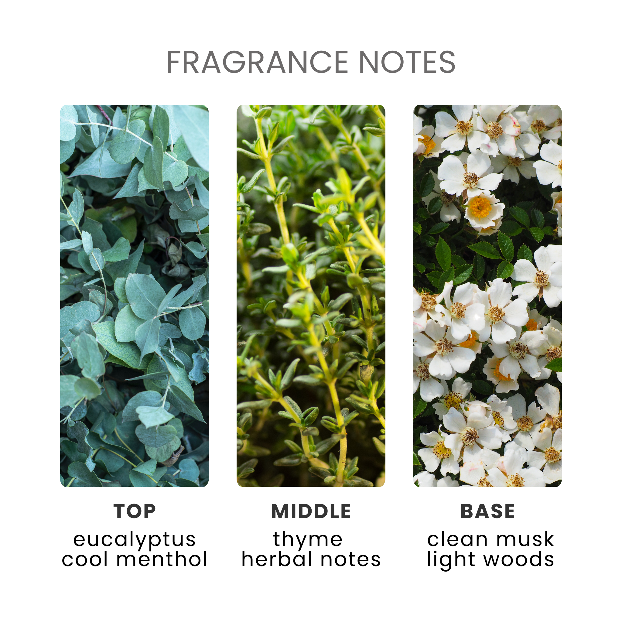 Eucalyptus Fragrance Oil Notes