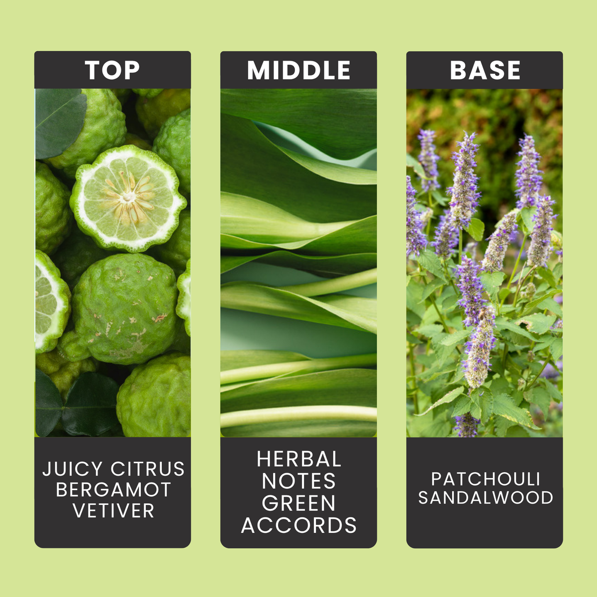 Bergamot & Patchouli fragrance oil notes: juicy citrus, bergamot and vetiver over patchouli and creamy sandalwood