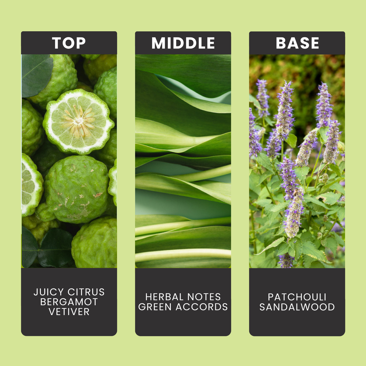 Bergamot & Patchouli fragrance oil notes: top – juicy citrus, bergamot, vetiver; middle – herbal notes, green accords; base – patchouli, sandalwood