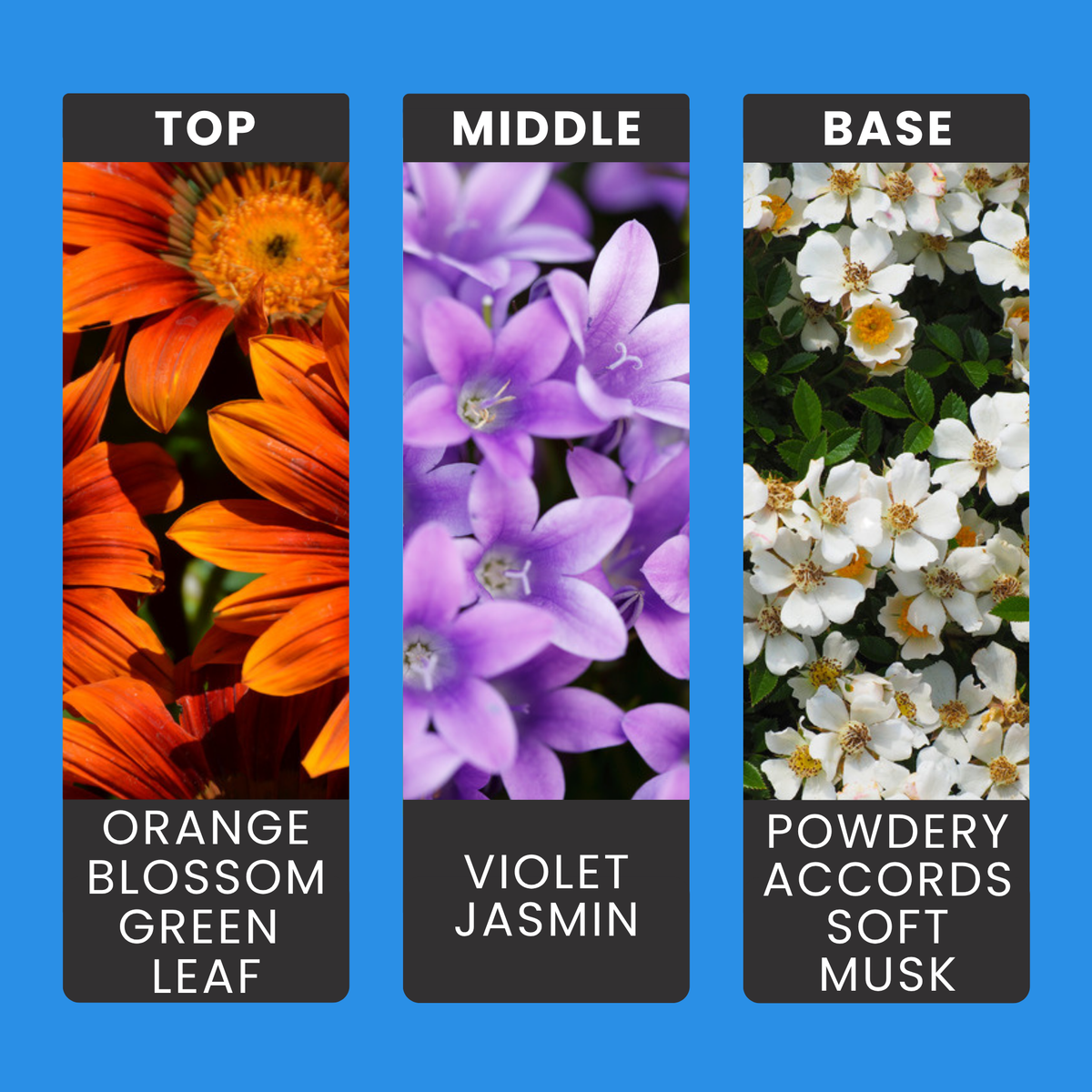 Clean Cotton fragrance oil notes: powdery musk with violet, orange blossom, jasmine and fresh green notes