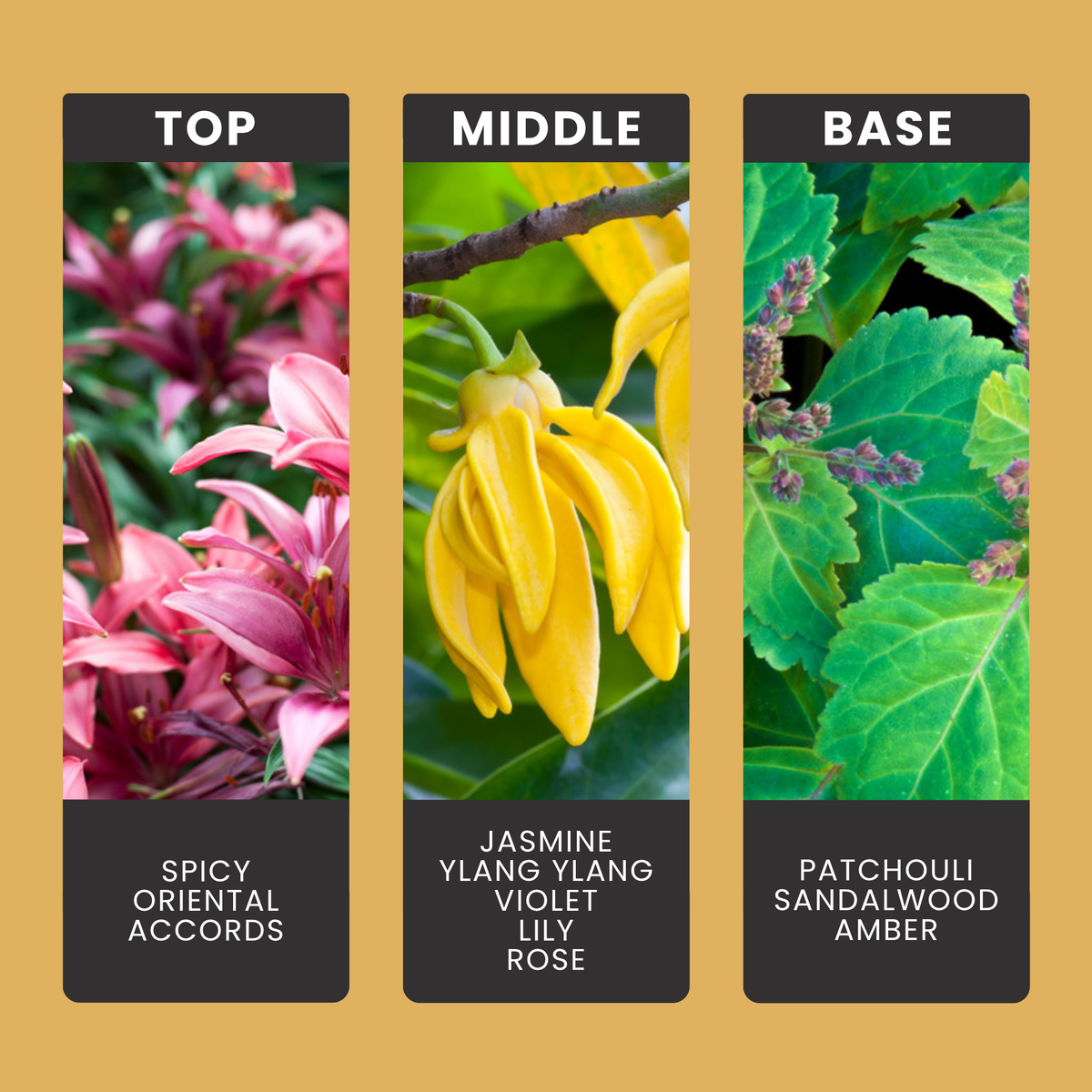 Dark Orchid fragrance oil notes: top – spicy oriental accords; middle – jasmine, ylang ylang, violet, lily, rose; base – patchouli, sandalwood, amber