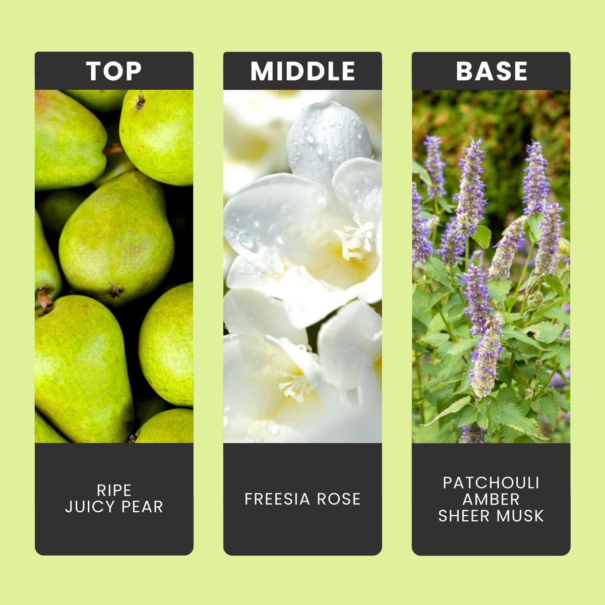 English Pear & Freesia fragrance oil notes: top – ripe juicy pear; middle – freesia, rose; base – patchouli, amber, sheer musk