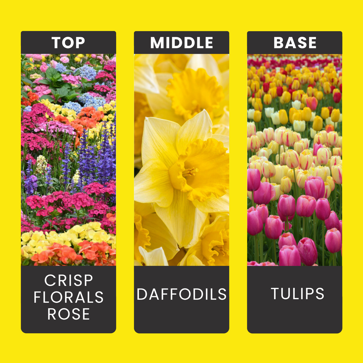 First Day of Spring fragrance oil notes: daffodils, tulips and fresh spring florals that smell like pure sunshine