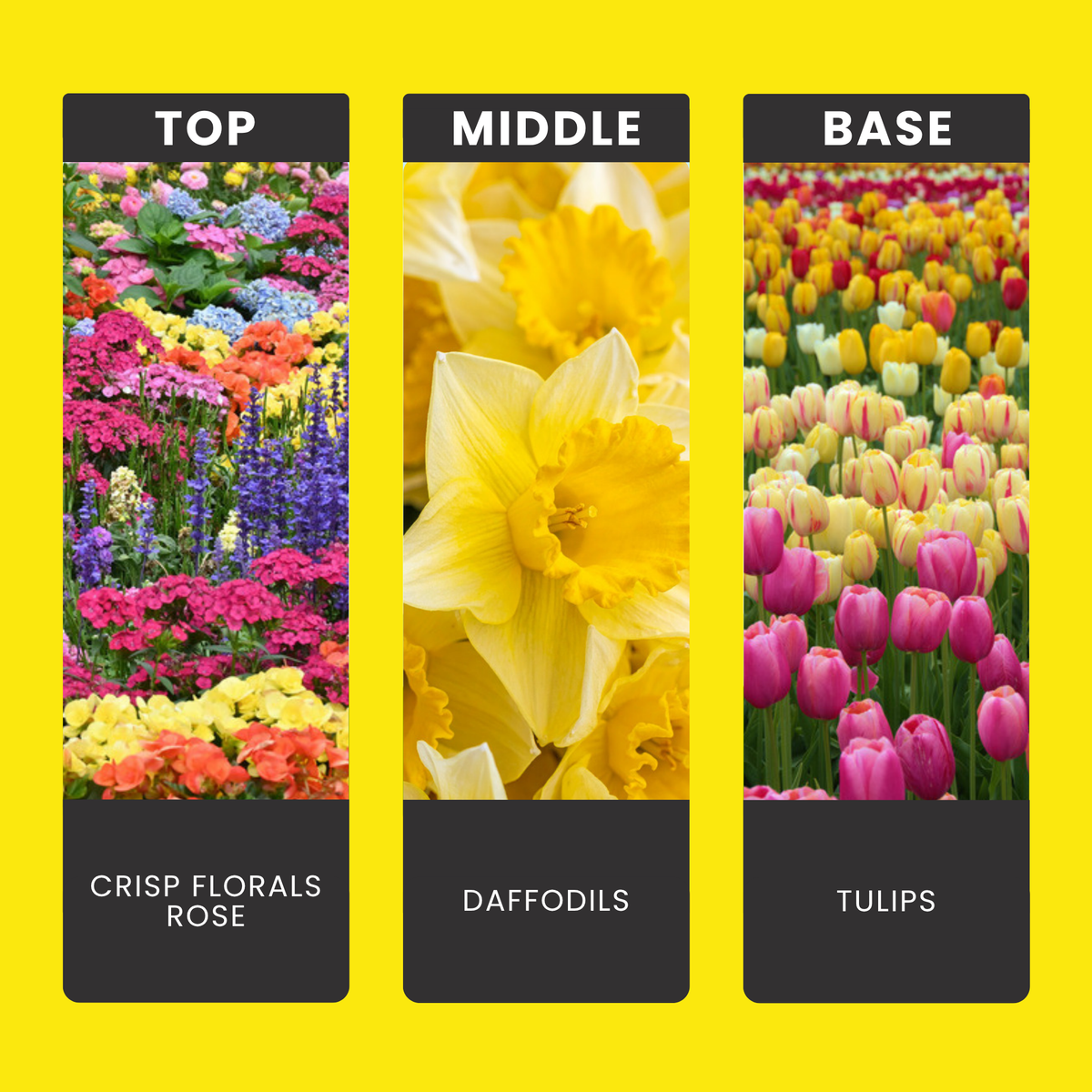 First Day of Spring fragrance oil notes: top – crisp florals, rose; middle – daffodils; base – tulips