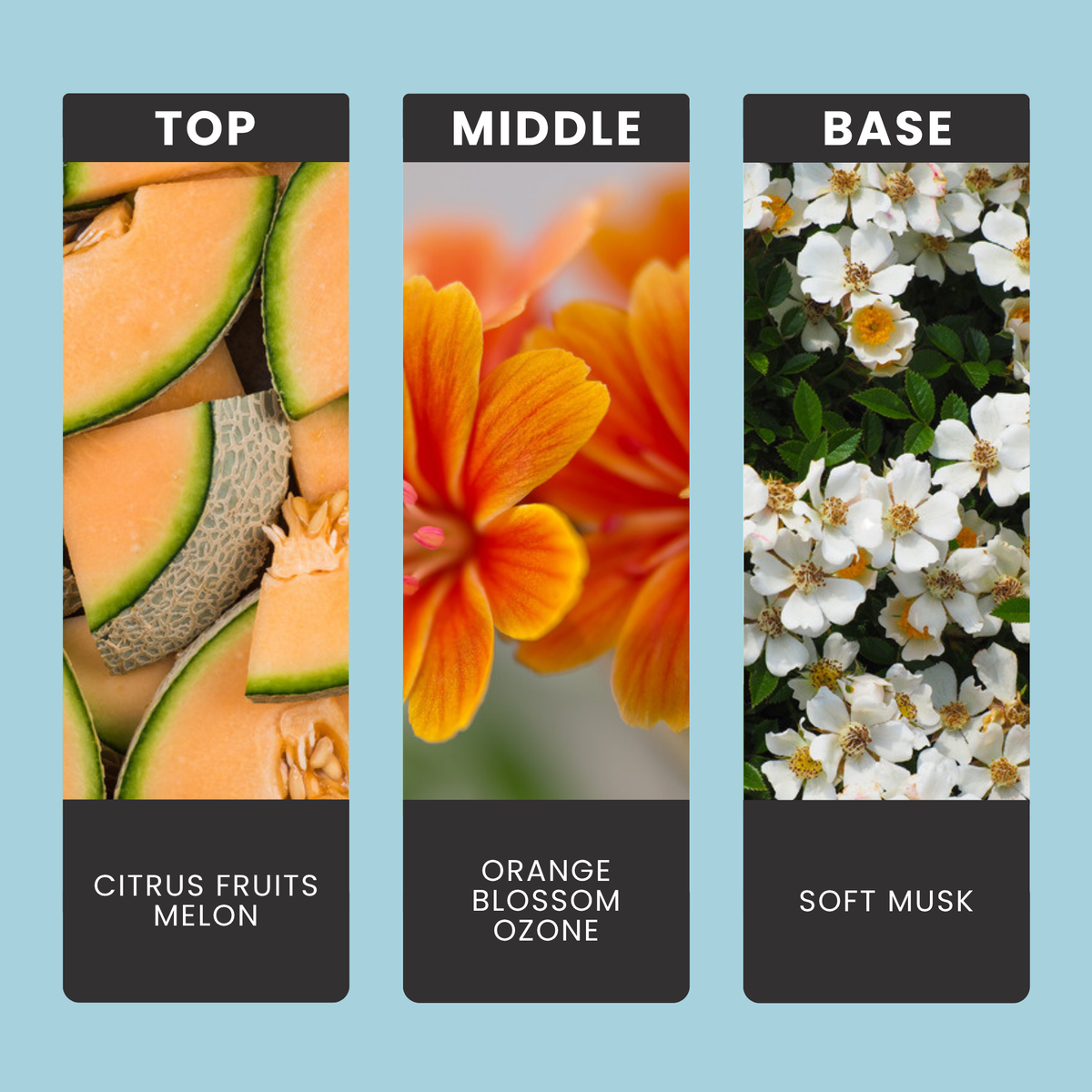 Fresh Linen fragrance oil notes: top – citrus fruits, melon; middle – orange blossom, ozone; base – soft musk
