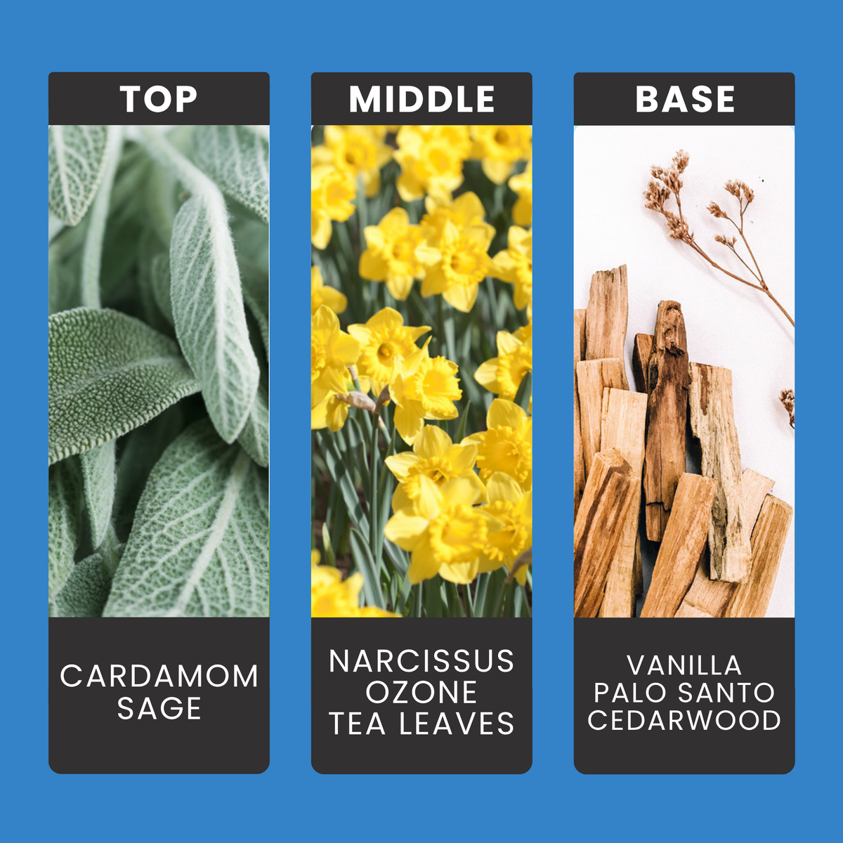 Frosted Winter Showers fragrance oil notes: cardamom and sage with narcissus and tea leaves over vanilla, palo santo and cedar