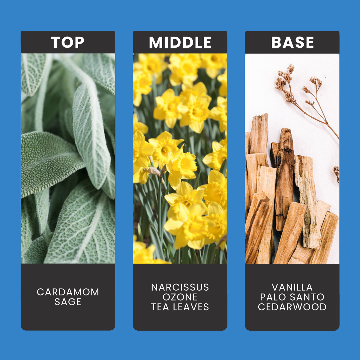 Frosted Winter Showers fragrance oil notes: top – cardamom, sage; middle – narcissus, ozone, tea leaves; base – vanilla, palo santo, cedarwood