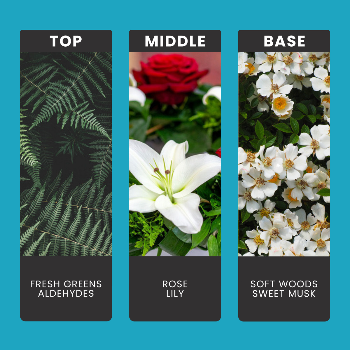 Laundry Fairy fragrance oil notes: top – fresh greens, aldehydes; middle – rose, lily; base – soft woods, sweet musk