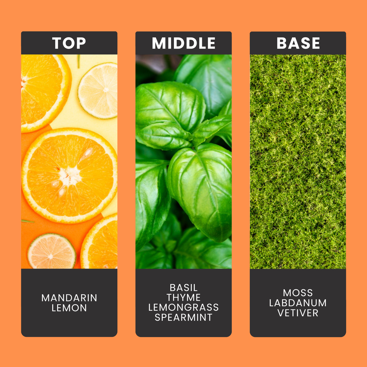 Lime Basil & Mandarin fragrance oil notes: top – mandarin, lemon; middle – basil, thyme, lemongrass, spearmint; base – moss, labdanum, vetiver