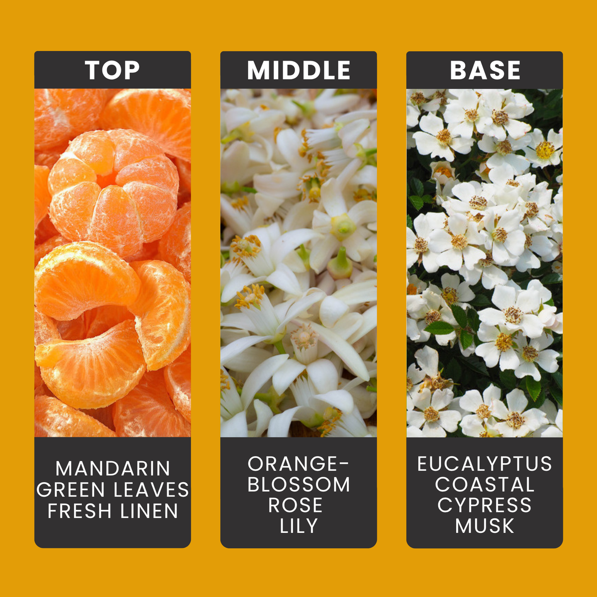 Orange Blossom & Coastal Cypress fragrance oil notes: mandarin, green leaves and linen with orange blossom, rose and coastal cypress