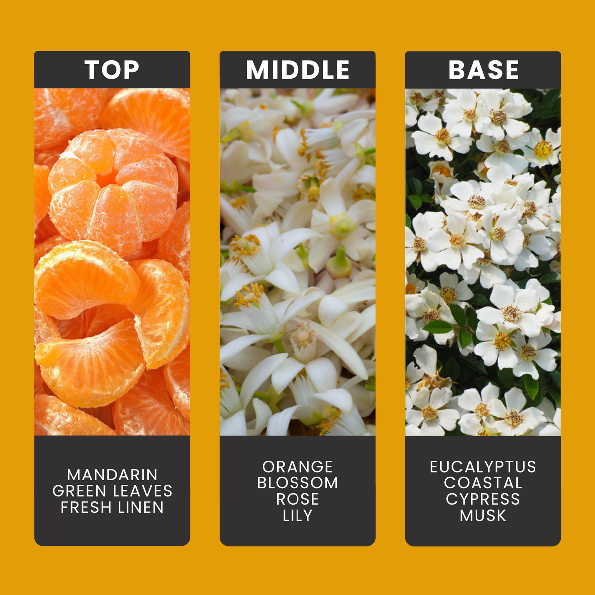 Orange Blossom & Coastal Cypress fragrance oil notes: top – mandarin, green leaves, fresh linen; middle – orange blossom, rose, lily; base – eucalyptus, coastal cypress, musk