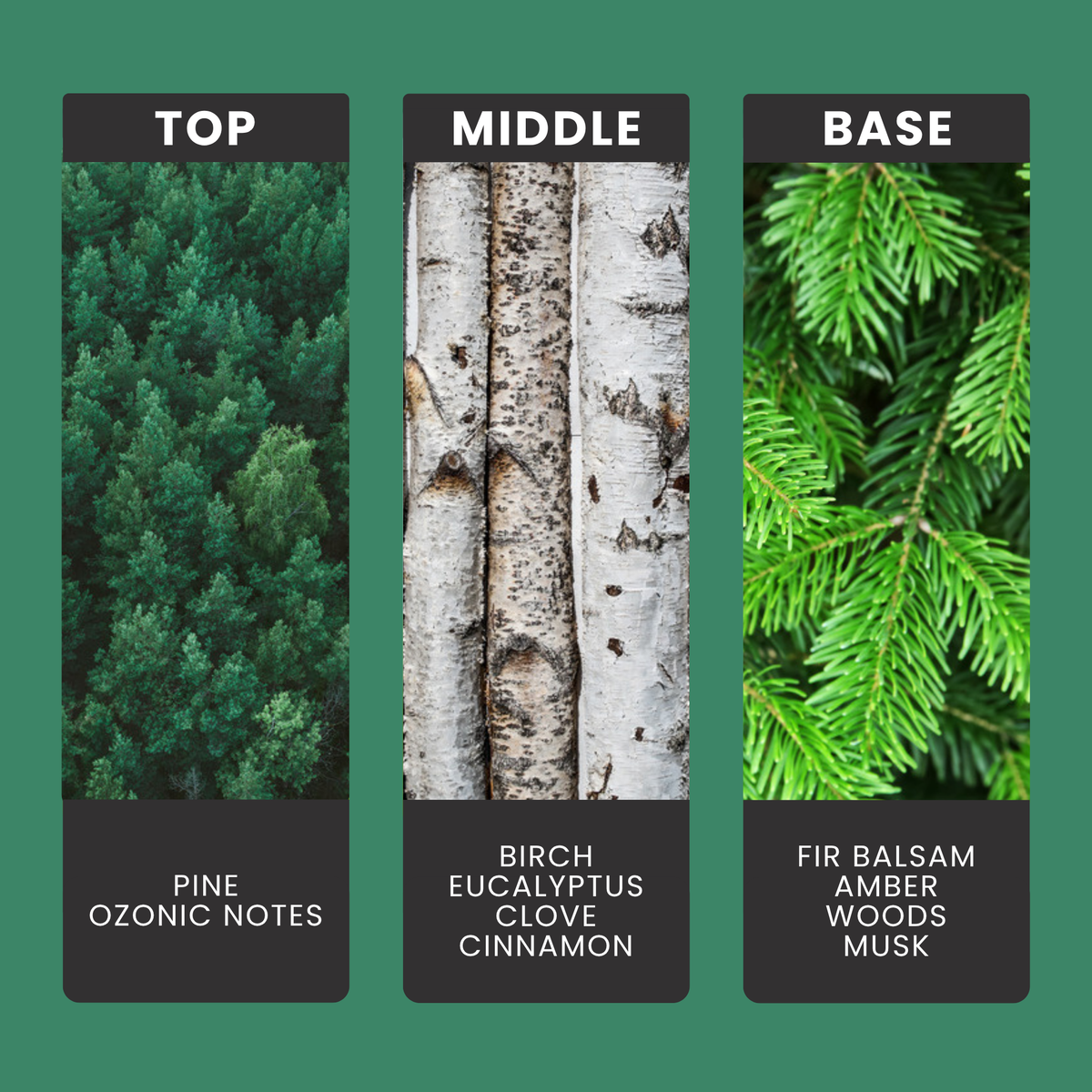 Pine-ing For You fragrance oil notes: top – pine, ozonic notes; middle – birch, eucalyptus, clove, cinnamon; base – fir balsam, amber, woods, musk