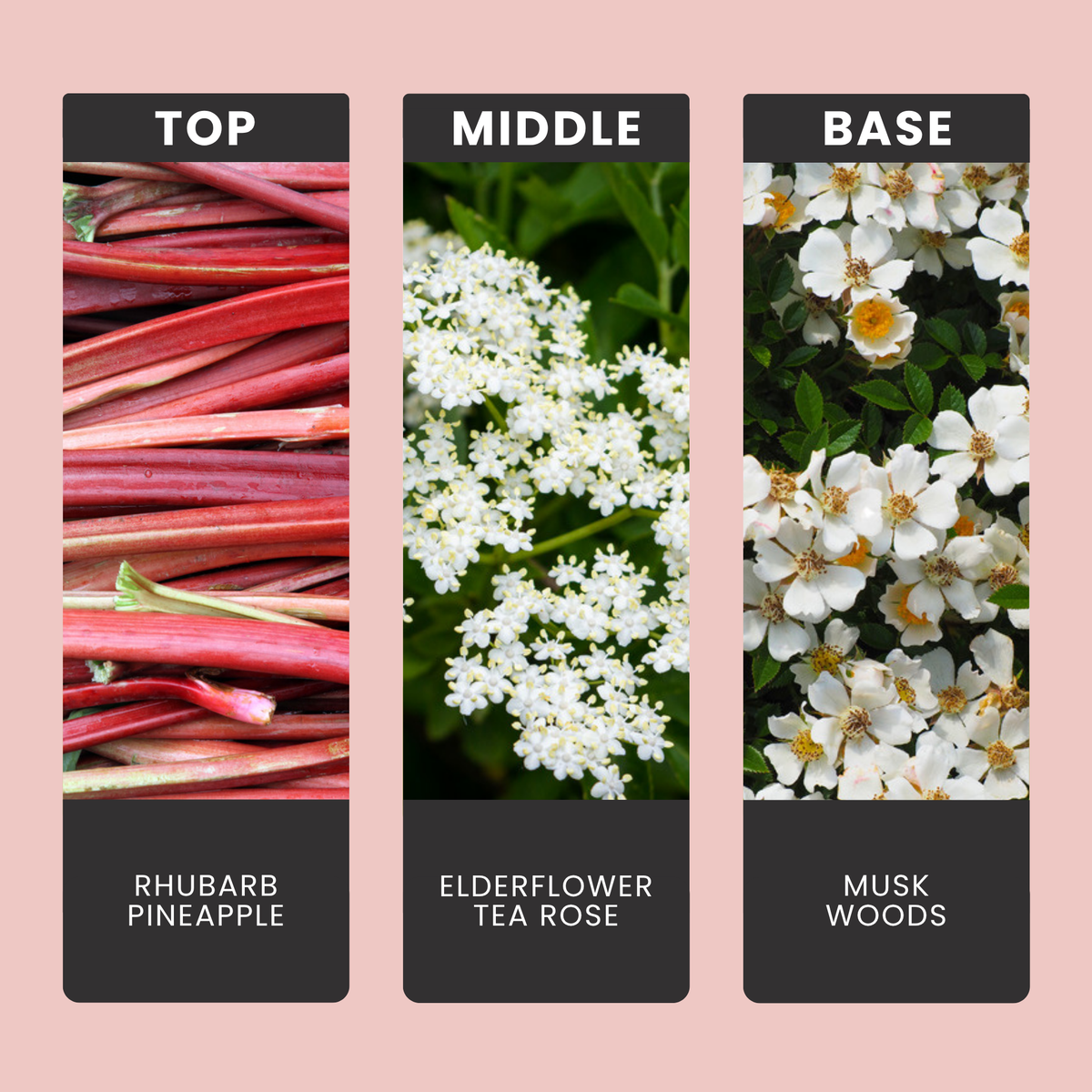 Rhubarb & Rose fragrance oil notes: top – rhubarb, pineapple; middle – elderflower, tea rose; base – musk, woods