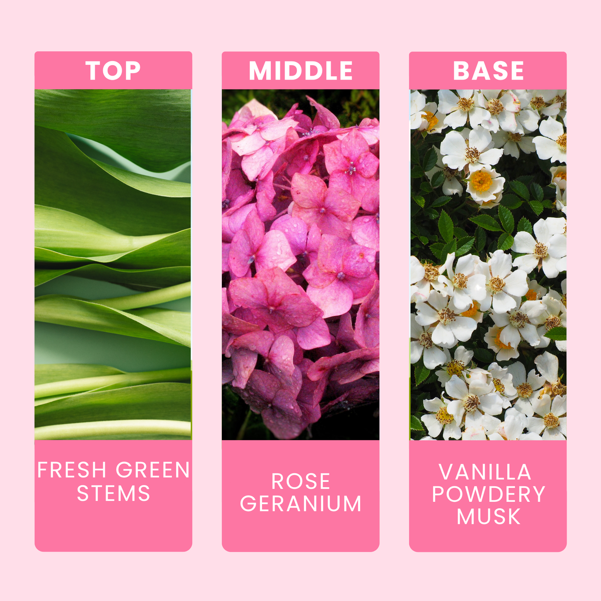 rosey-wonderland-fragrance-oil-notes