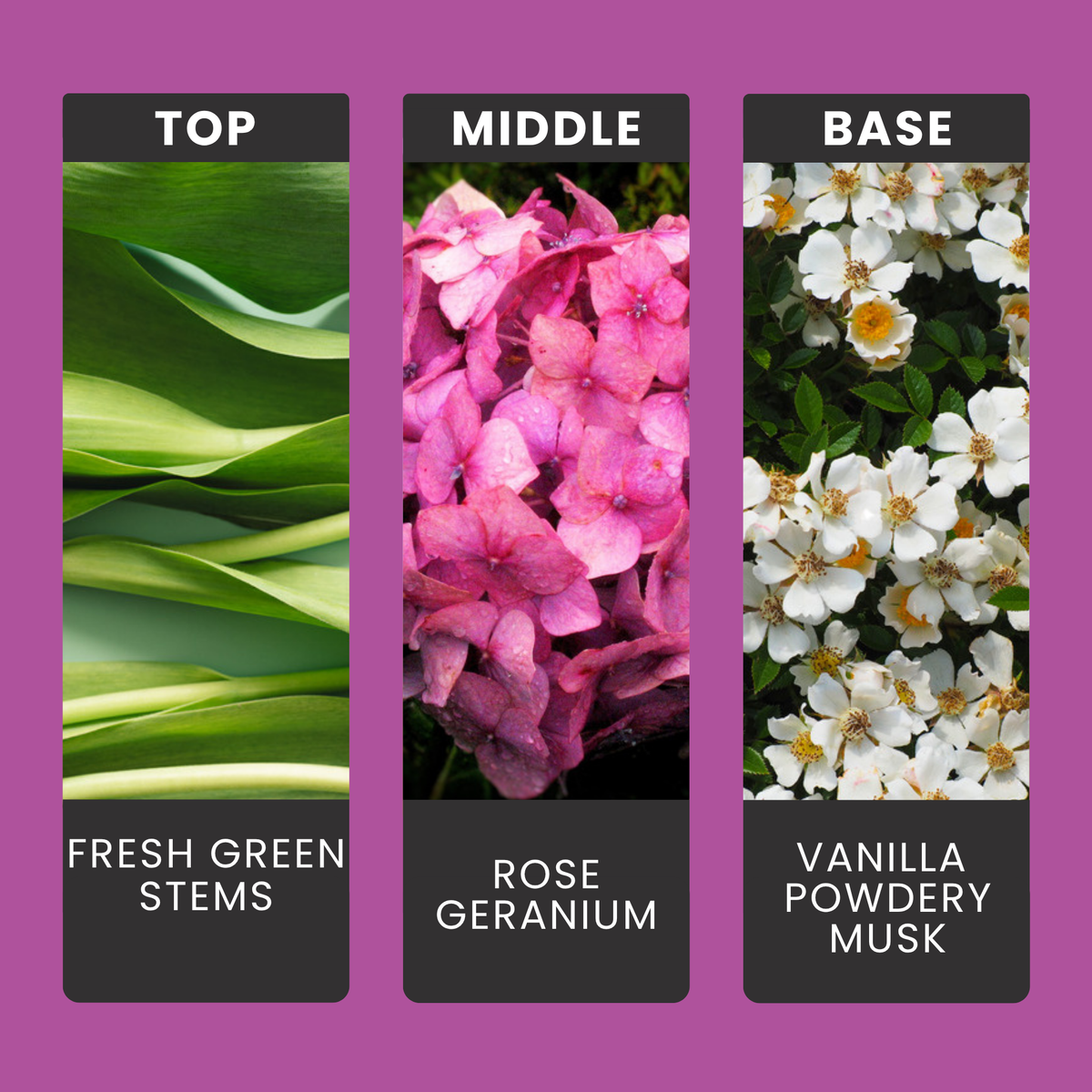 Rosey Wonderland fragrance oil notes: green cut stems, rose and geranium over vanilla and powdery musk