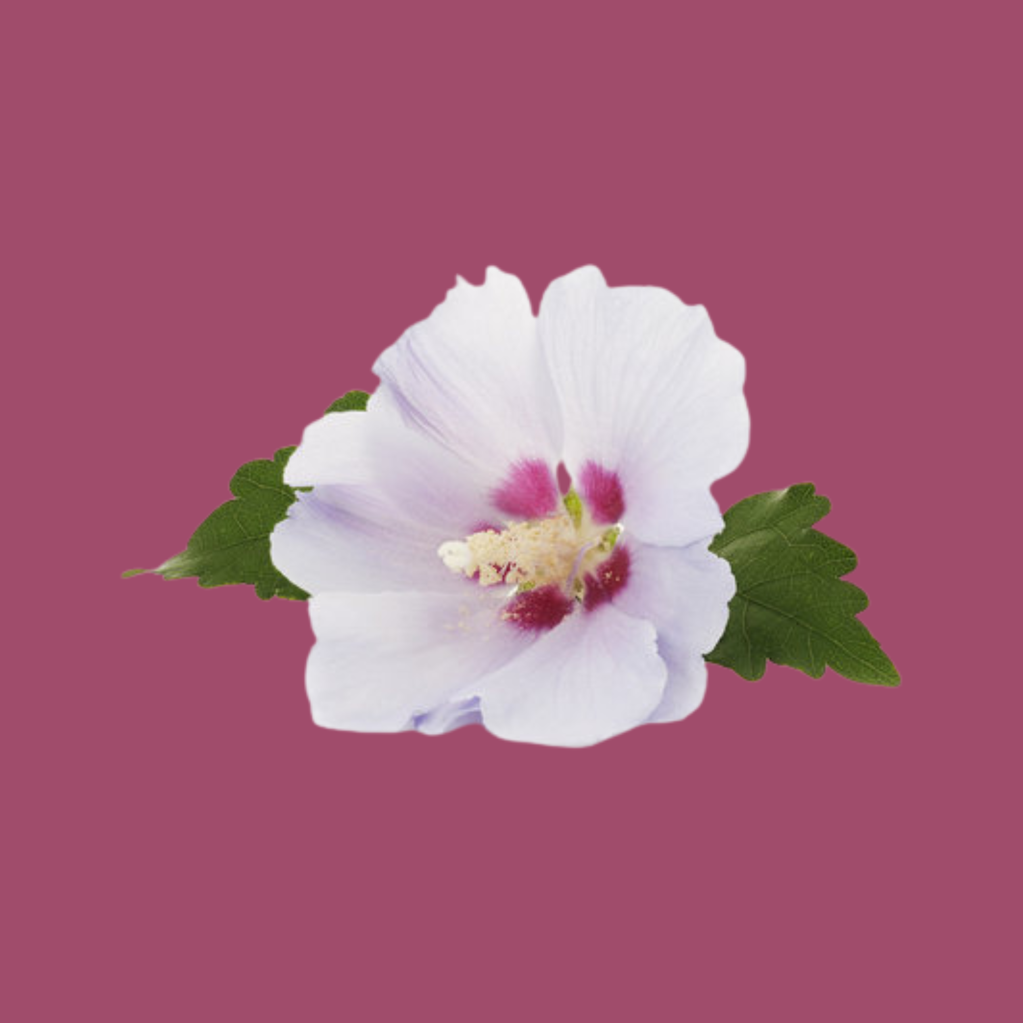 white-musk-fragrance-oil