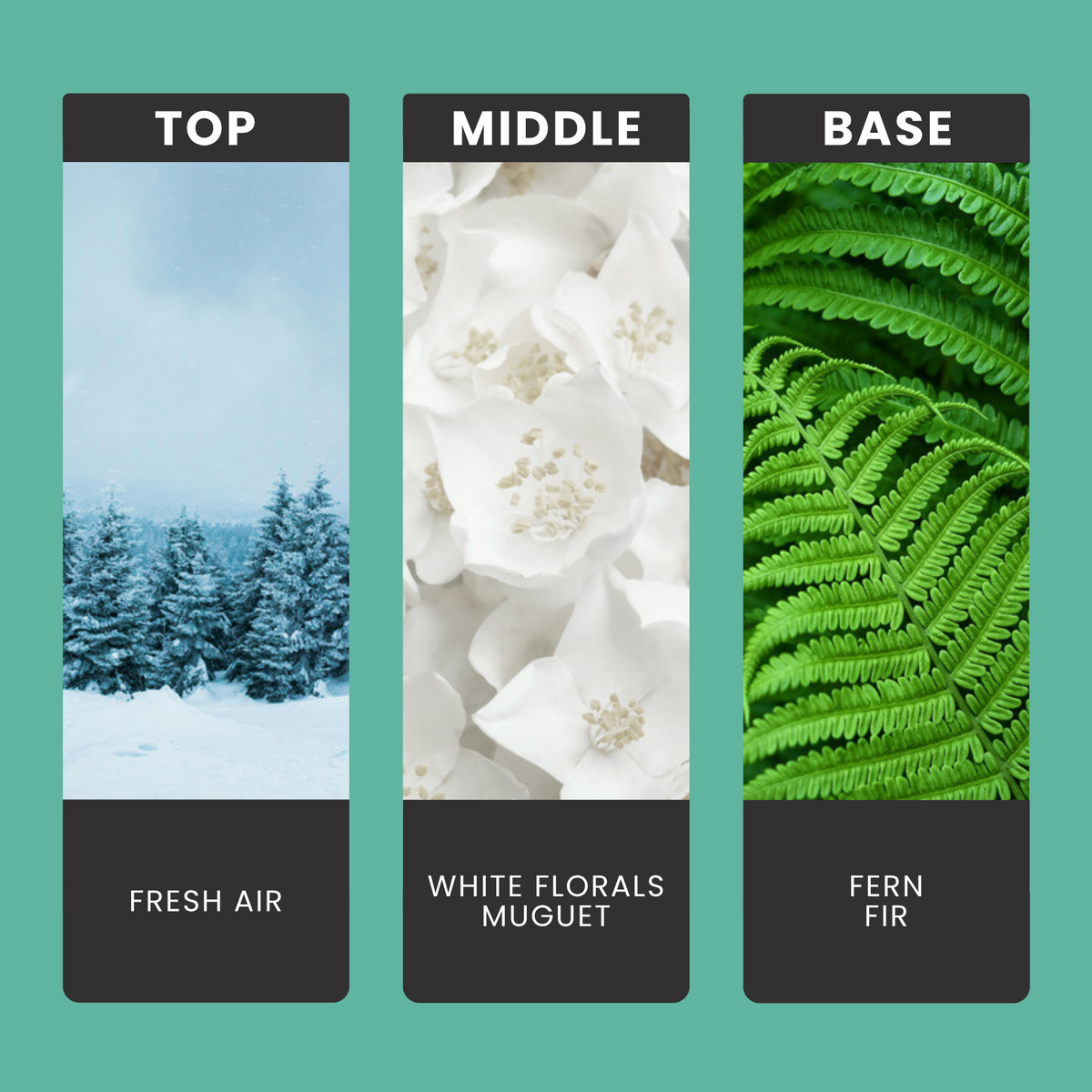 Woodland Wander fragrance oil notes: top – fresh air; middle – white florals, muguet; base – fern, fir