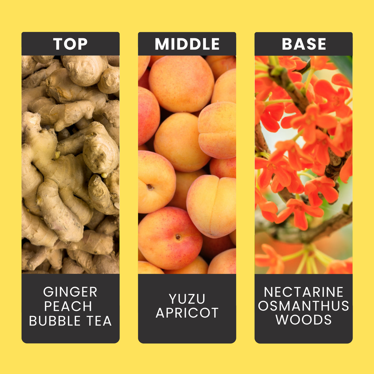 You, Me & Bubble Tea fragrance oil notes: ginger, peach bubble tea, yuzu and apricot with nectarine, osmanthus and woods