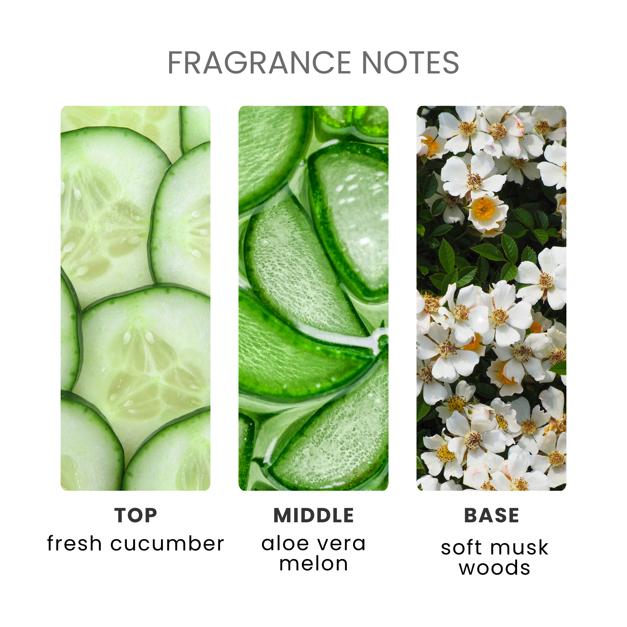 Aloe & Cucumber Fragrance Oil Notes