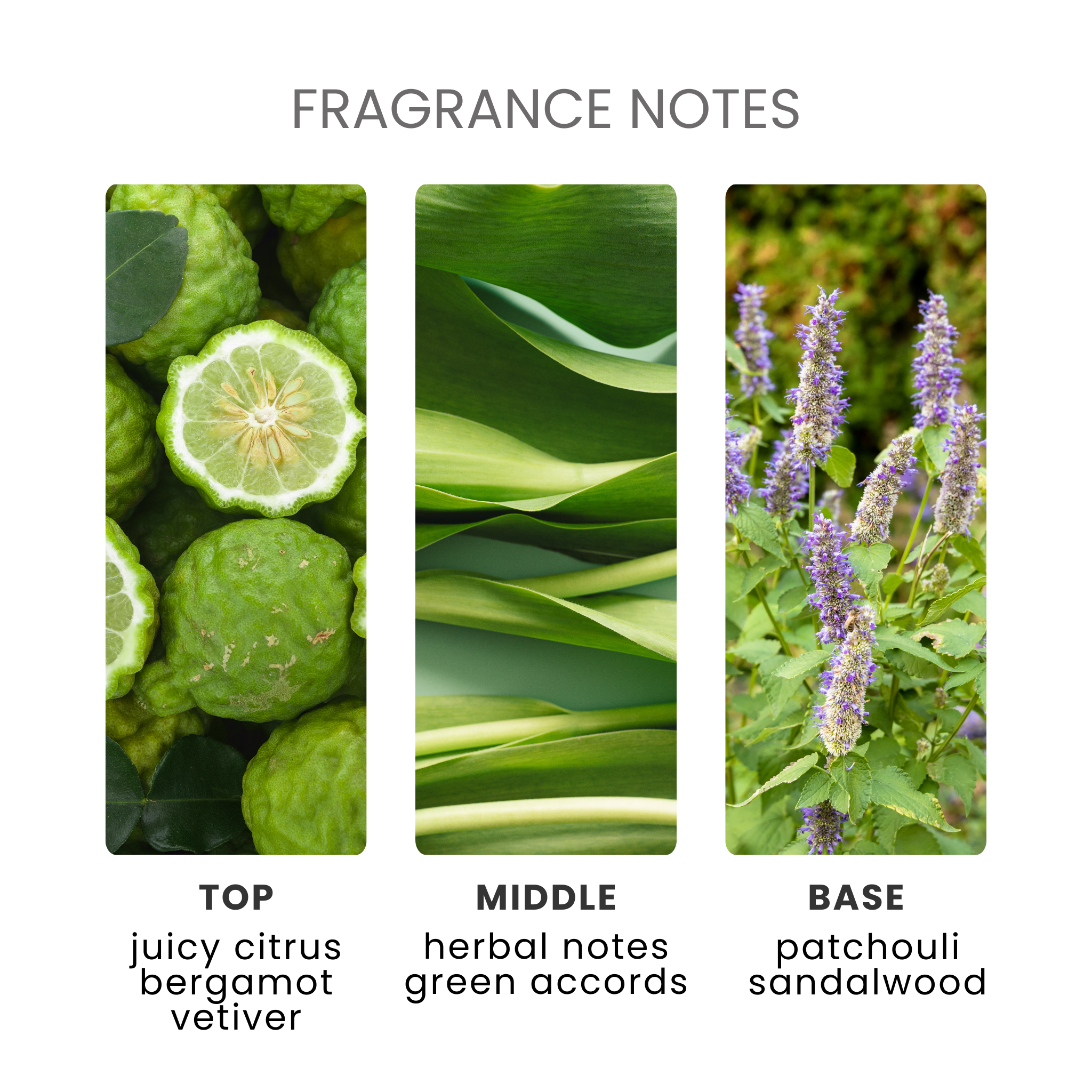 Bergamot & Patchouli Fragrance Oil Notes
