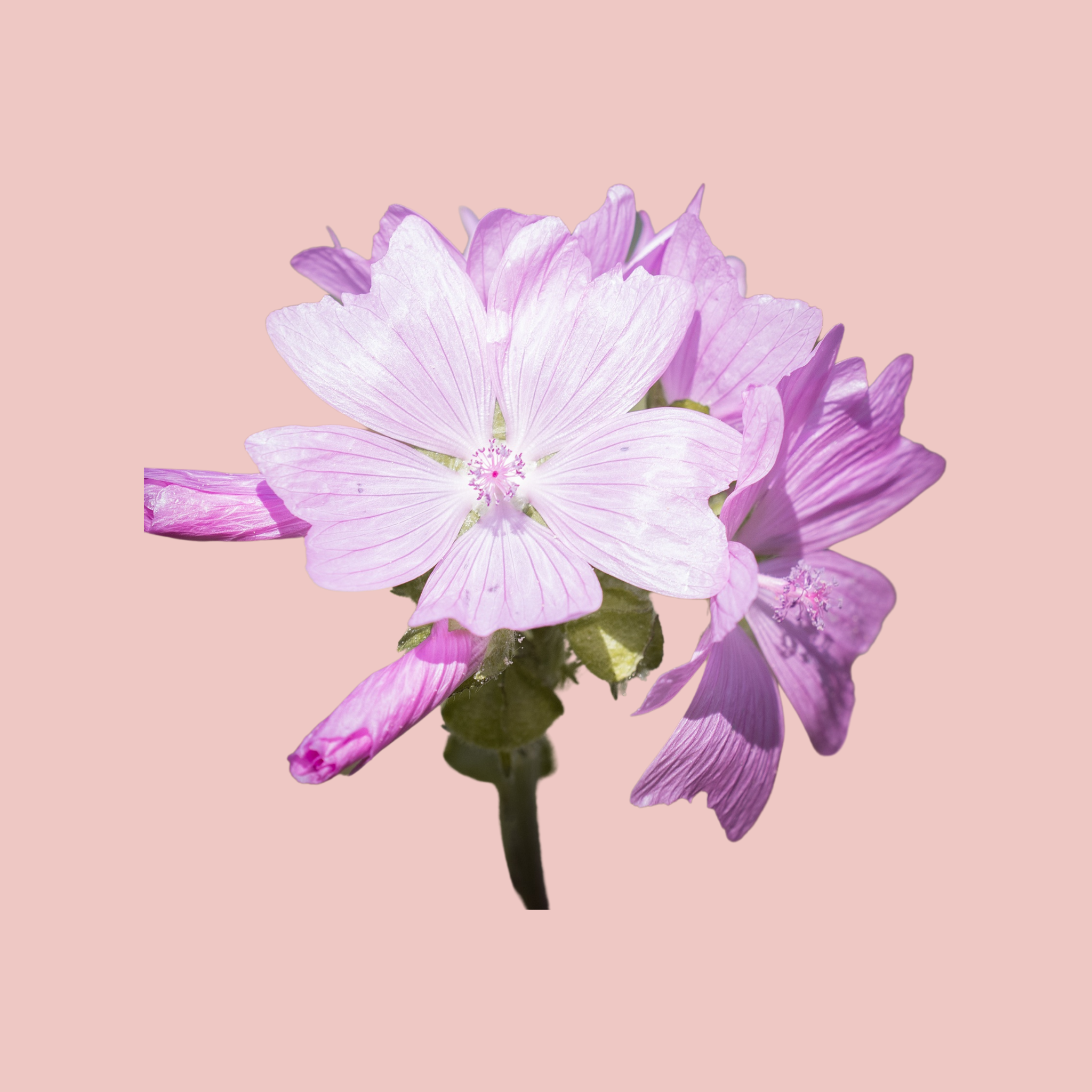 Cashmere & Musk Fragrance Oil