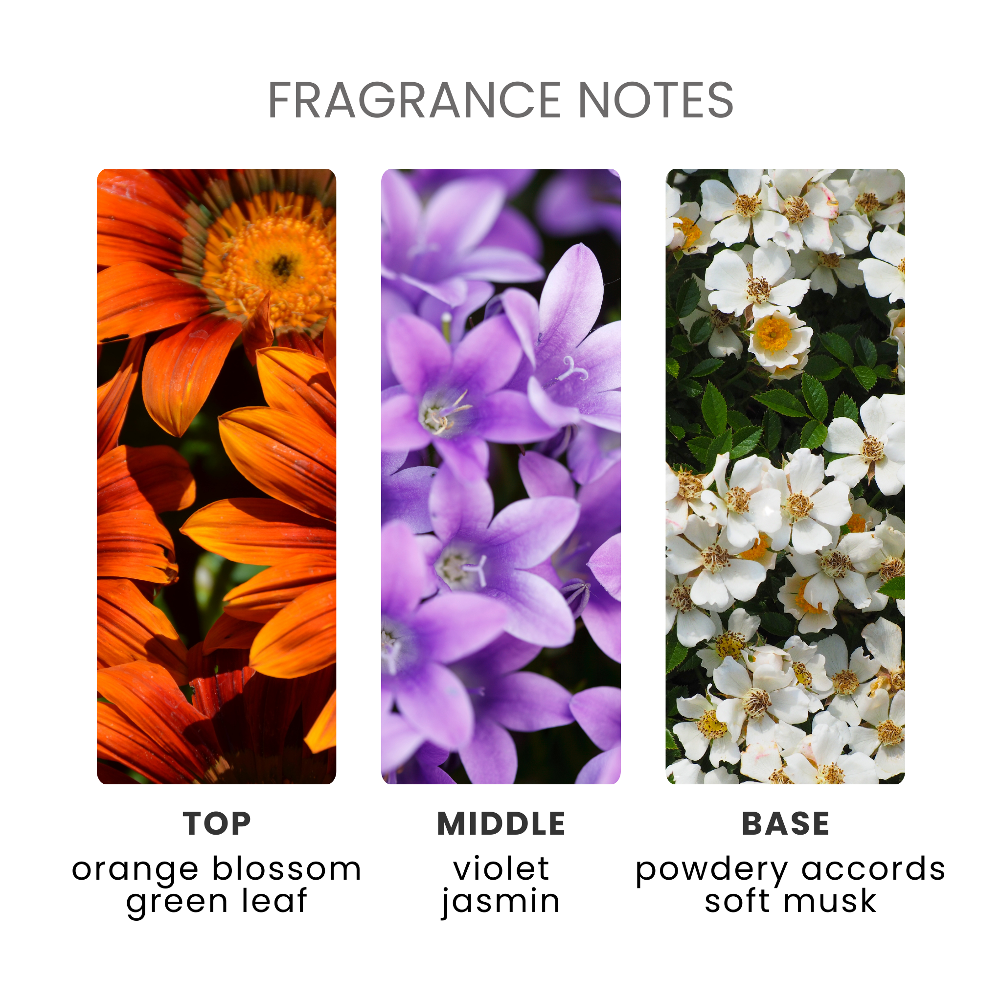 Clean Cotton Fragrance Oil Notes