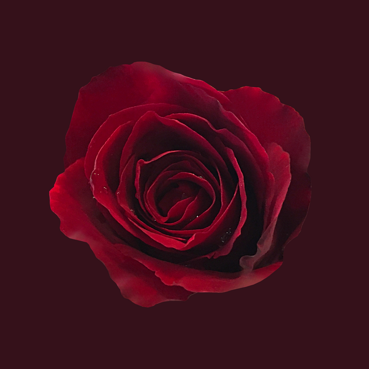 Dark Rose Fragrance Oil