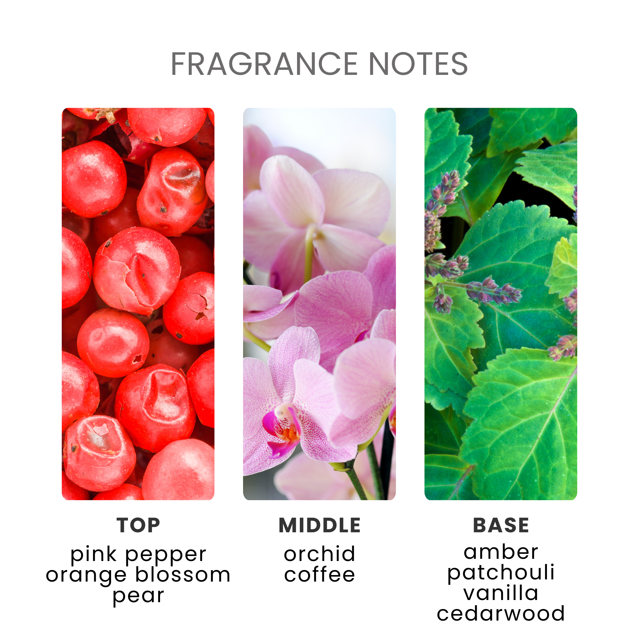 Dark Opium Fragrance Oil Notes