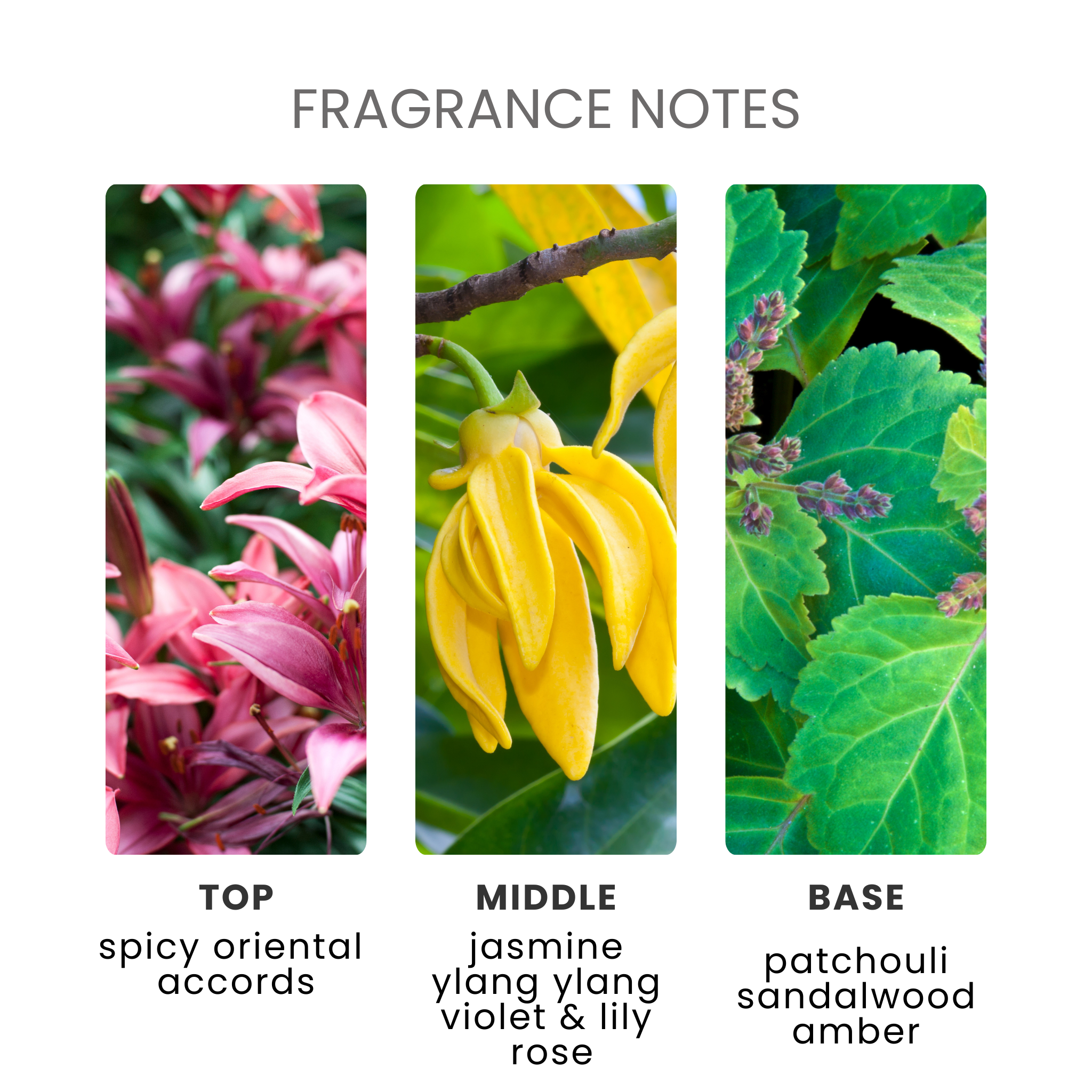 Dark Orchid Fragrance Oil Notes
