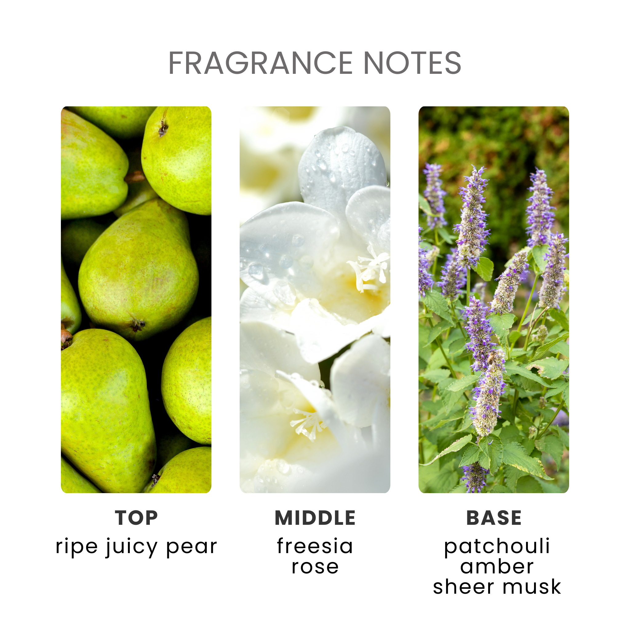 English Pear & Freesia Fragrance Oil Notes