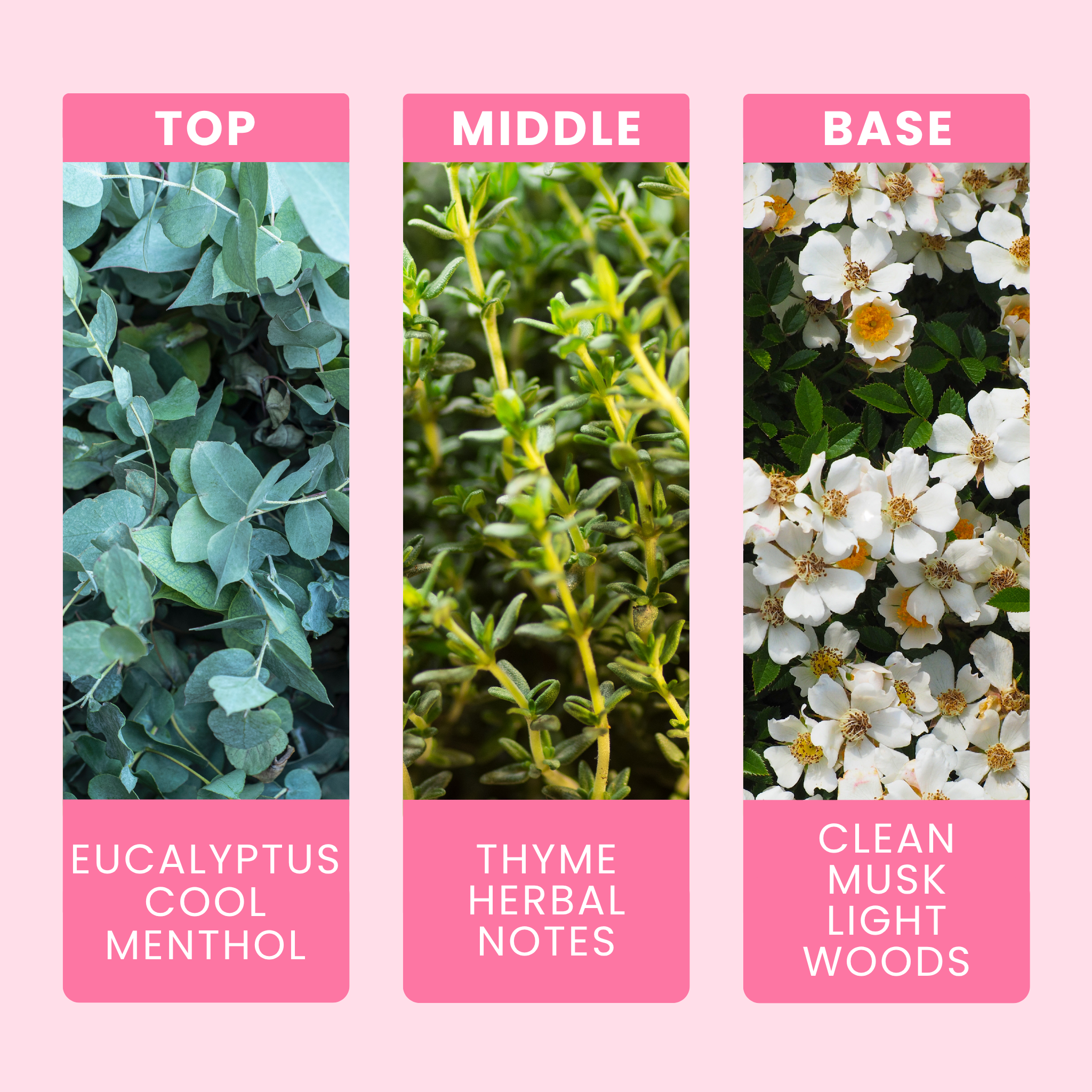 Eucalyptus Fragrance Notes For Candles
