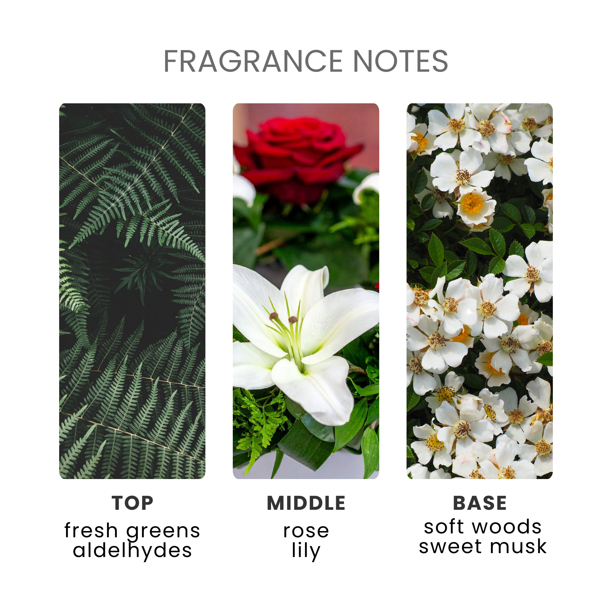 Laundry Fairy Fragrance Oil Notes