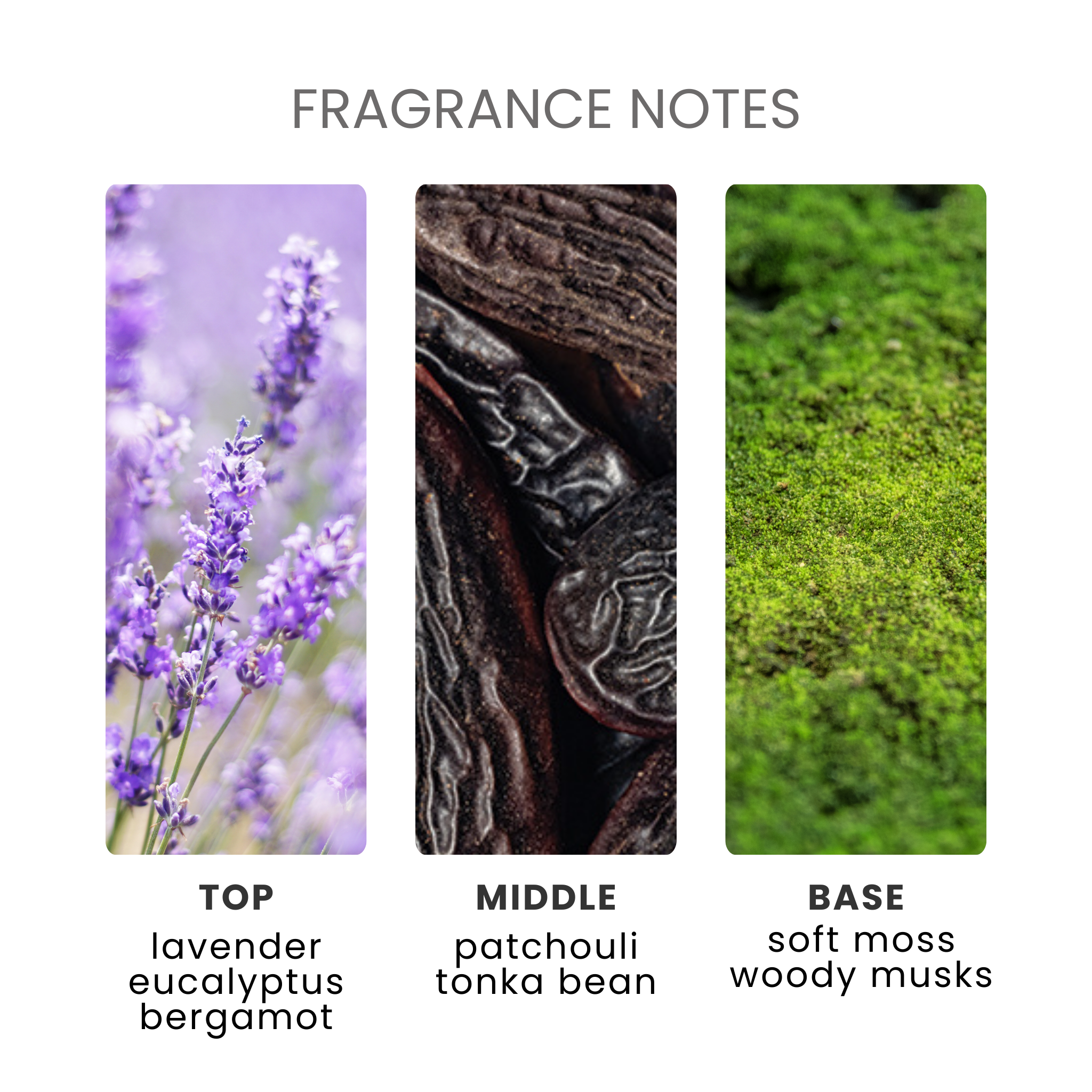 Lavender Fragrance Oil Notes