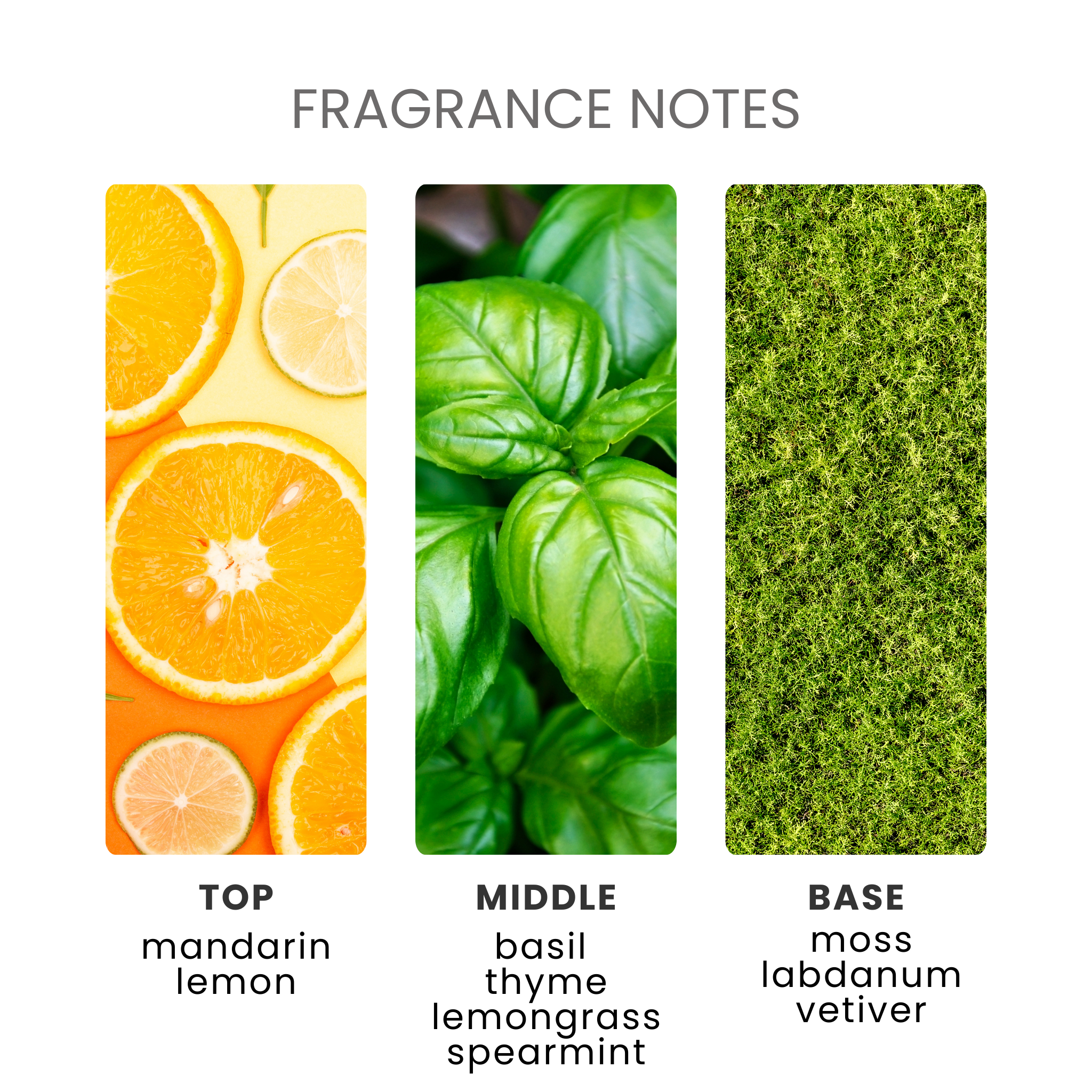 Lime Basil & Mandarin Fragrance Oil Notes