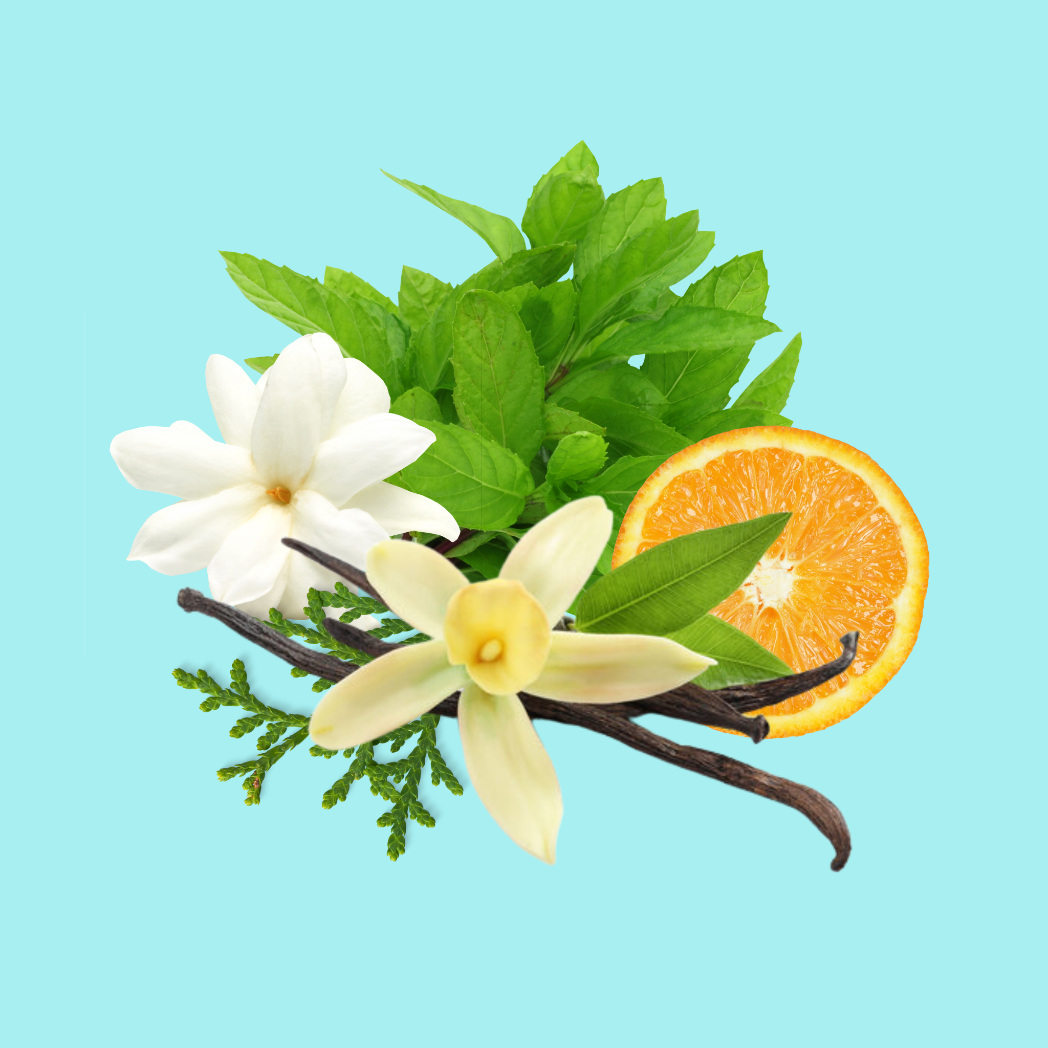 Minted Heath Cashmere Fragrance Oil