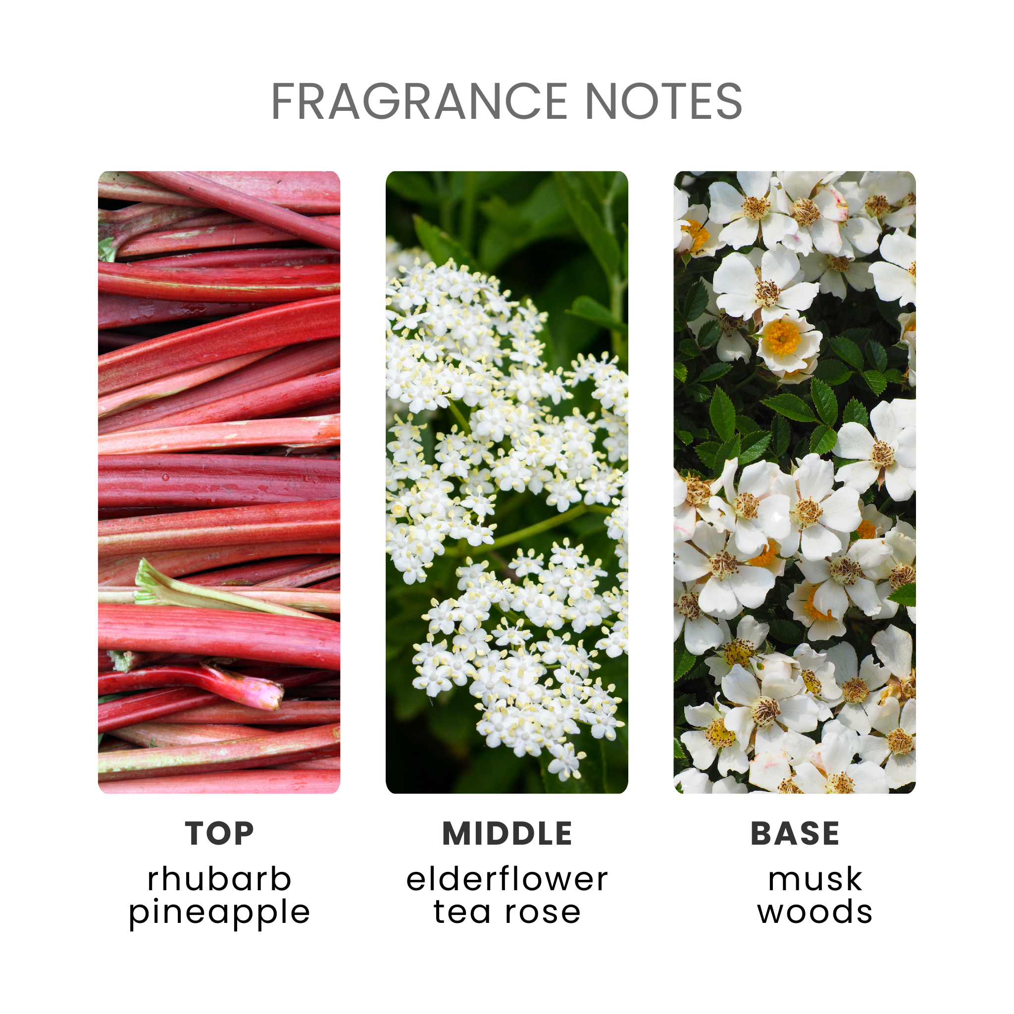 Rhubarb & Rose Fragrance Oil Notes