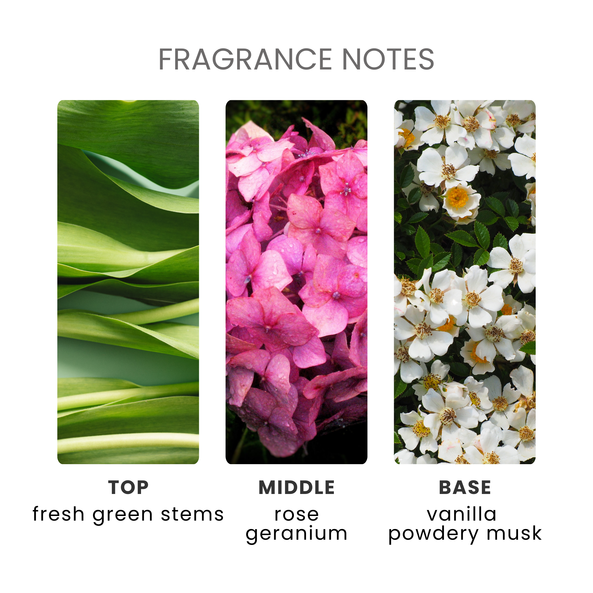 Rosey Wonderland Fragrance Oil Notes