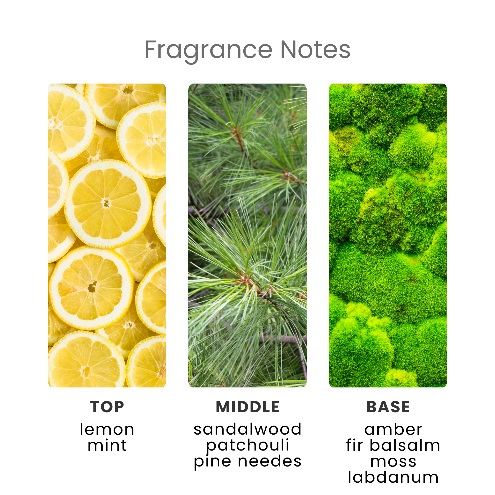 Twinkling Pine Fragrance Oil Notes