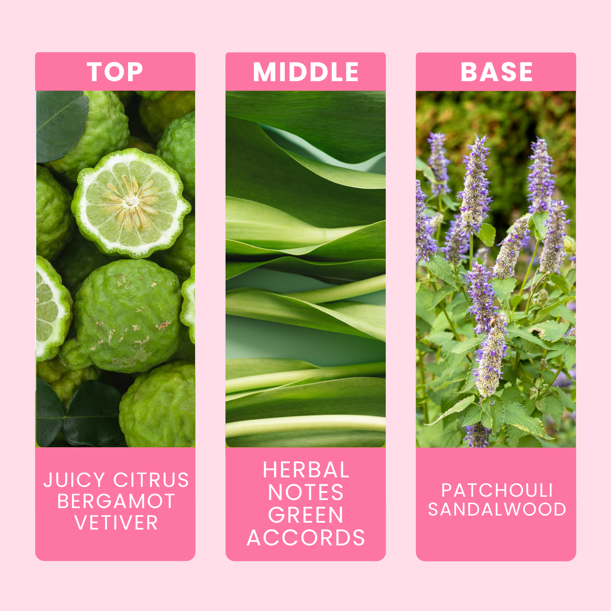 bergamot-and-patchouli-fragrance-oil-notes