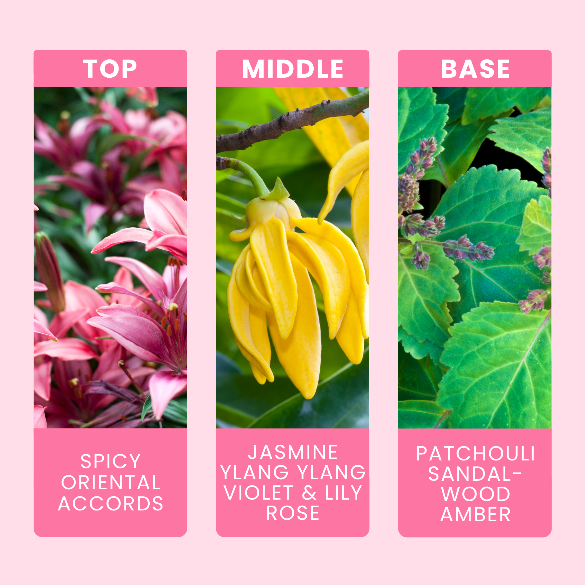 dark-orchid-fragrance-oil-notes