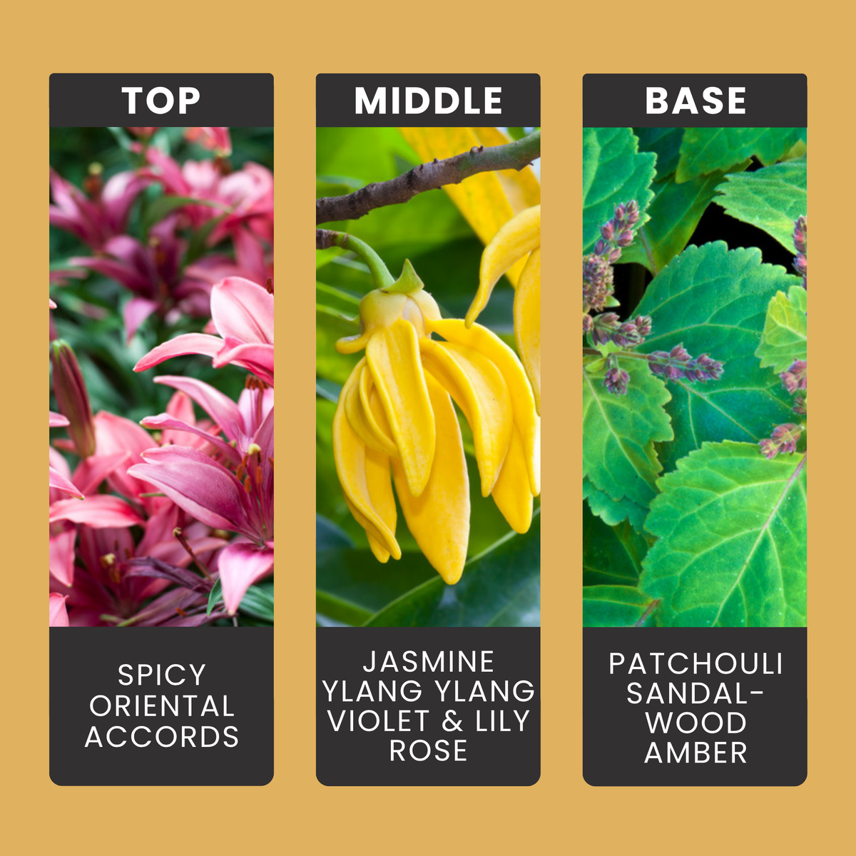 Dark Orchid fragrance oil notes: oriental spice with jasmine, ylang, lily and rose over patchouli, sandalwood and amber