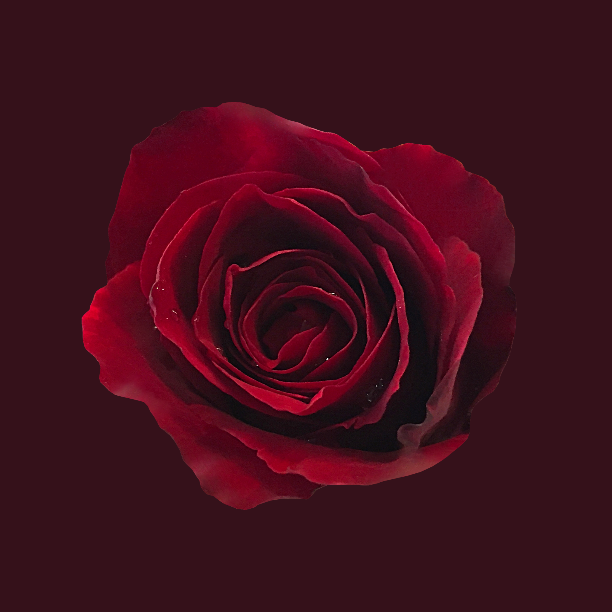 dark-rose-fragrance-oil