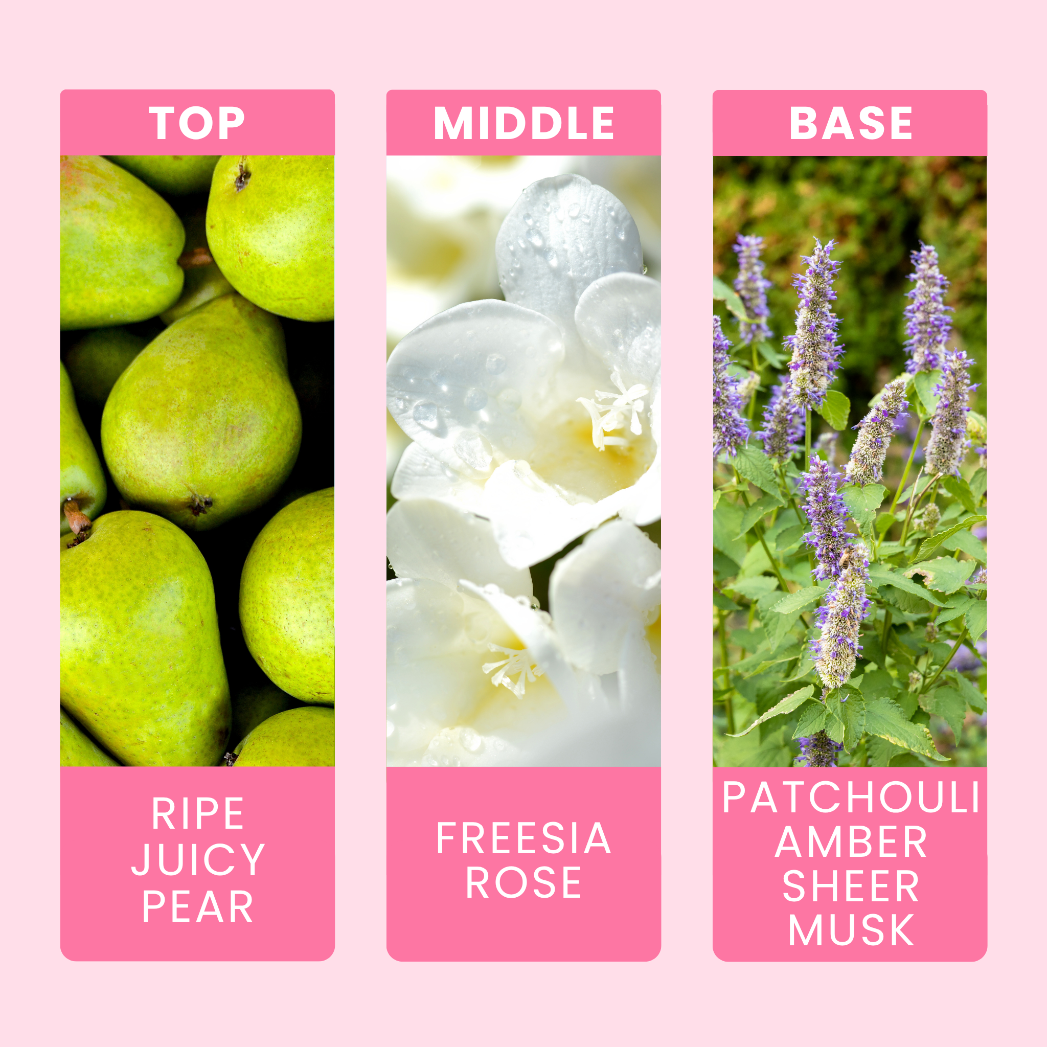 english-pear-and-freesia-fragrance-oil-notes