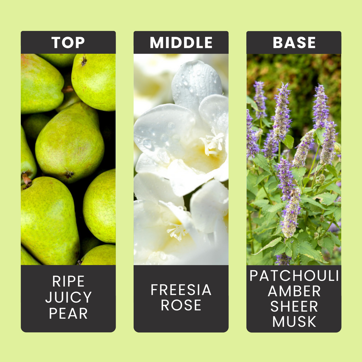 English Pear & Freesia fragrance oil notes: ripe juicy pear with freesia and rose over patchouli, amber and sheer musk