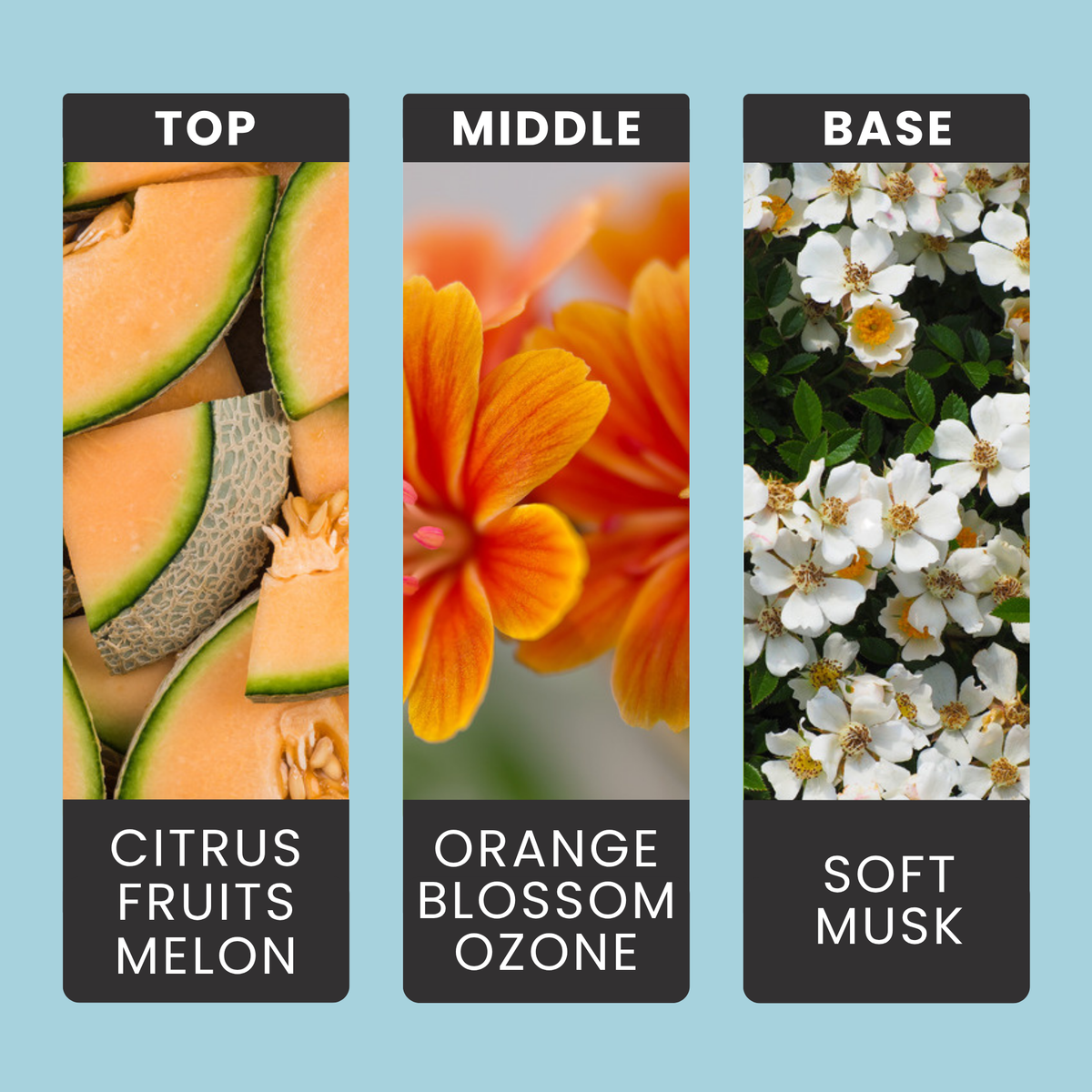Fresh Linen fragrance oil notes: citrus and melon with clean ozone and orange flower