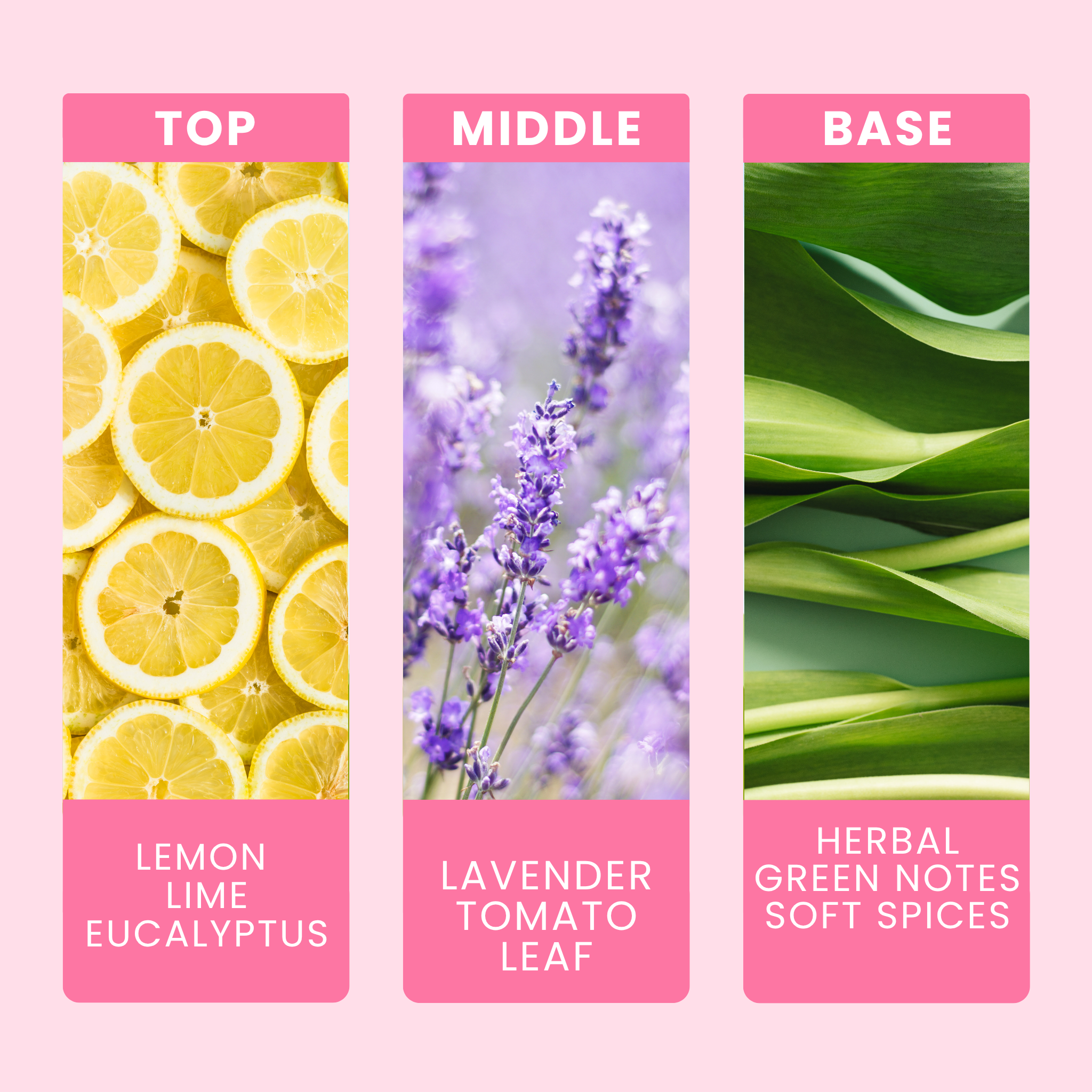 lemon-and-lavender-fragrance-oil-notes