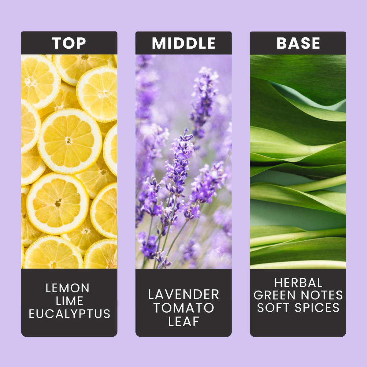 Lemon & Lavender fragrance oil notes: lemon, lavender, eucalyptus, tomato leaf and lime
