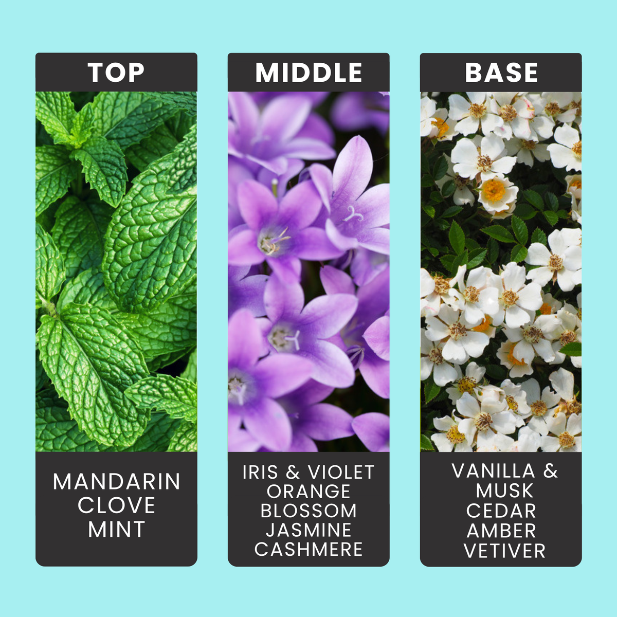 Minted Heath & Cashmere fragrance oil notes: mandarin, clove and mint with iris, violet and jasmine over vanilla and amber