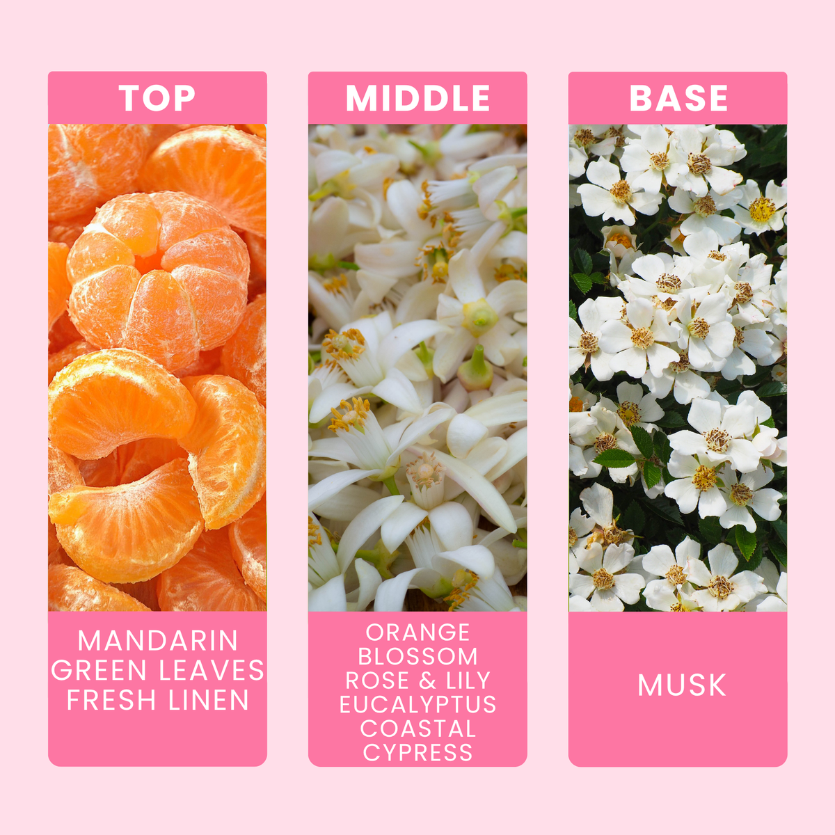 orange-blossom-and-coastal-cypress-fragrance-oil-notes